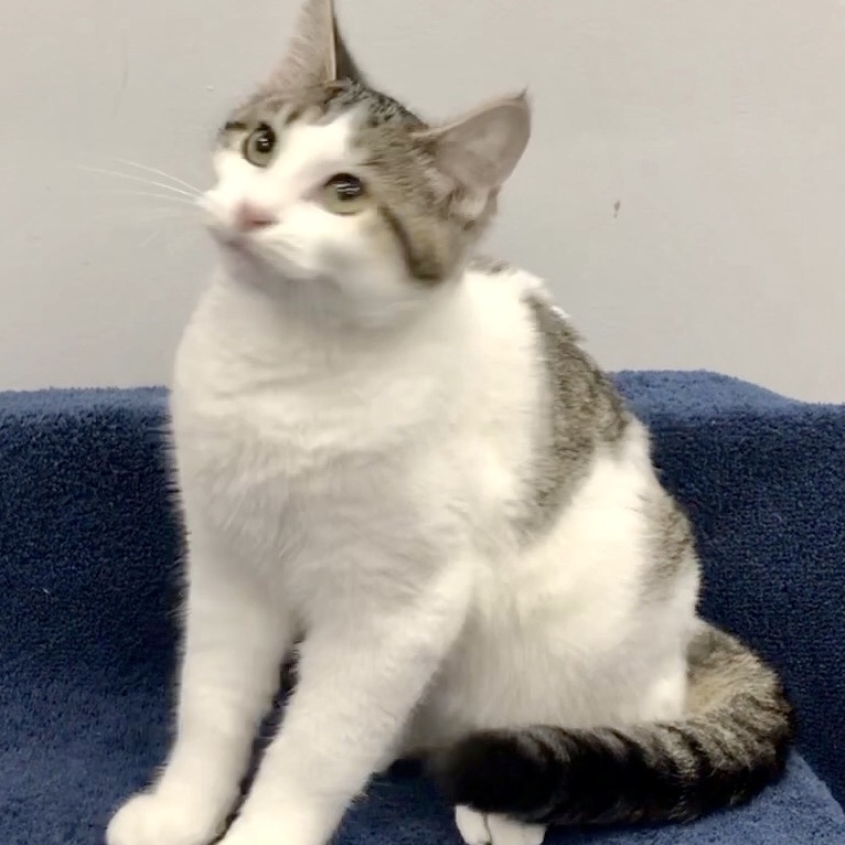 Aragon, a Adoptable Domestic Short Hair in Lincolnwood, IL image 3/6