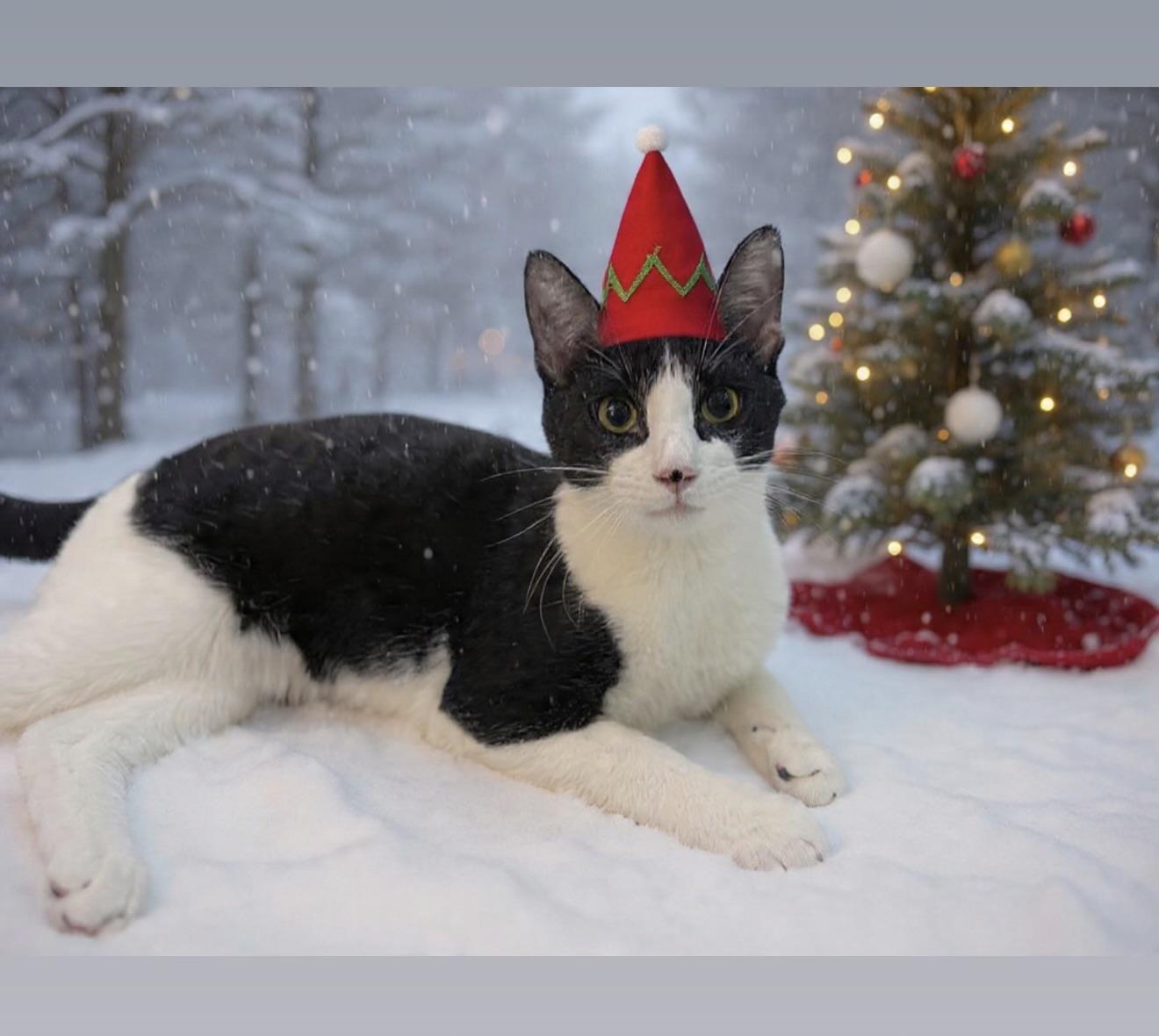 Enlarge Bucky, a Adoptable American Shorthair in Sunset Valley, TX image 3/5