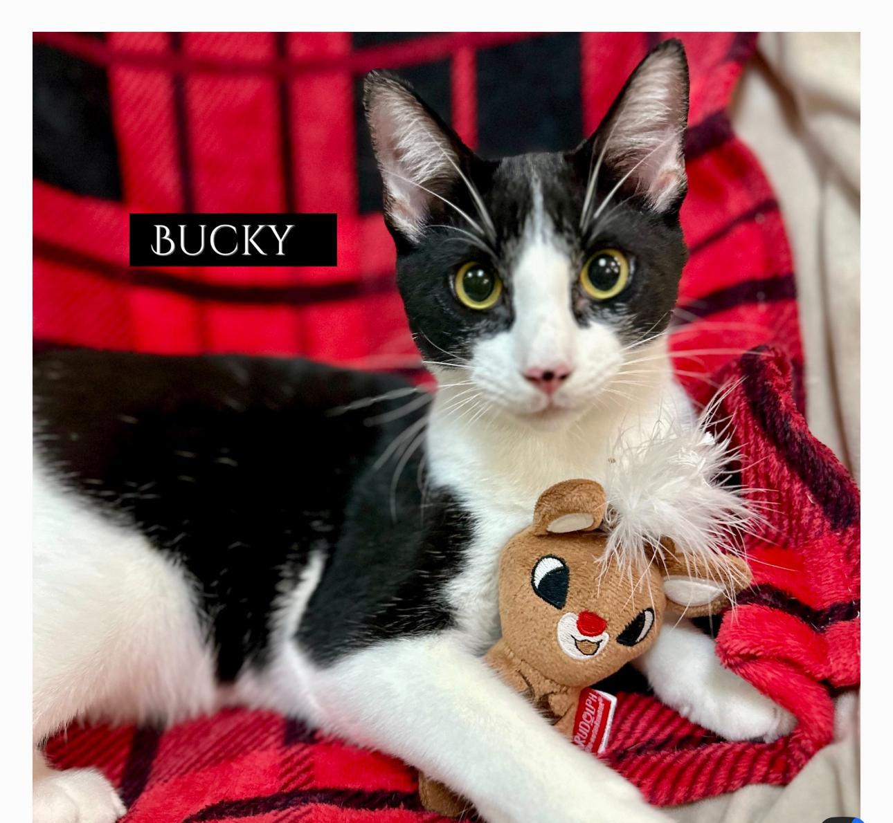 Enlarge Bucky, a Adoptable American Shorthair in Sunset Valley, TX image 2/5