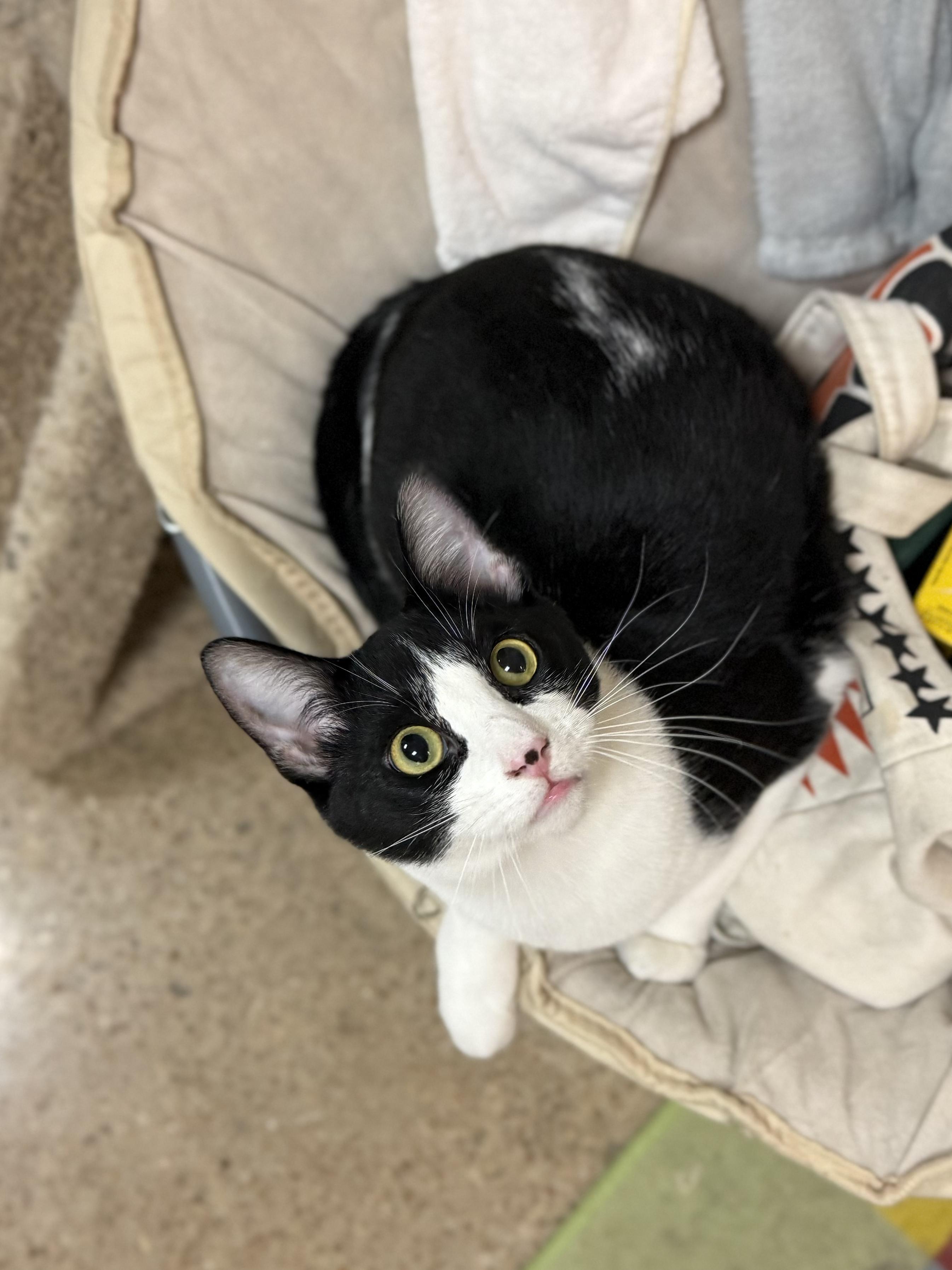 Bucky, Adoptable, Young Male American Shorthair.