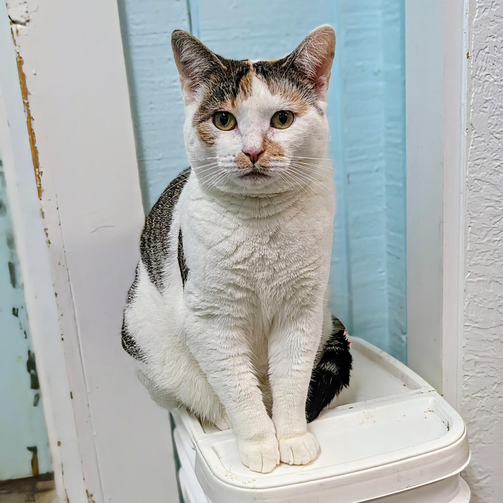 Sadie, Adoptable, Adult Female Domestic Short Hair.