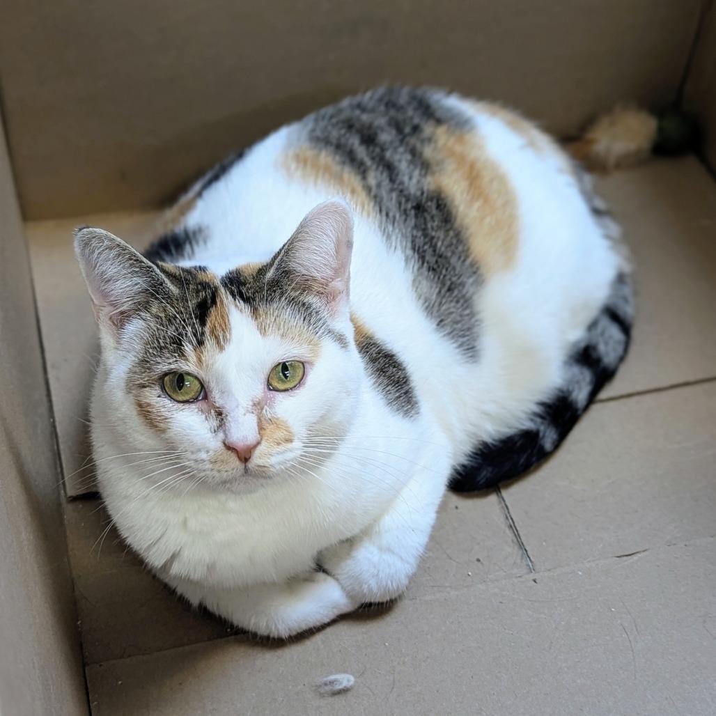 Enlarge Sadie, a Adoptable Domestic Short Hair in Buffalo, NY image 2/2