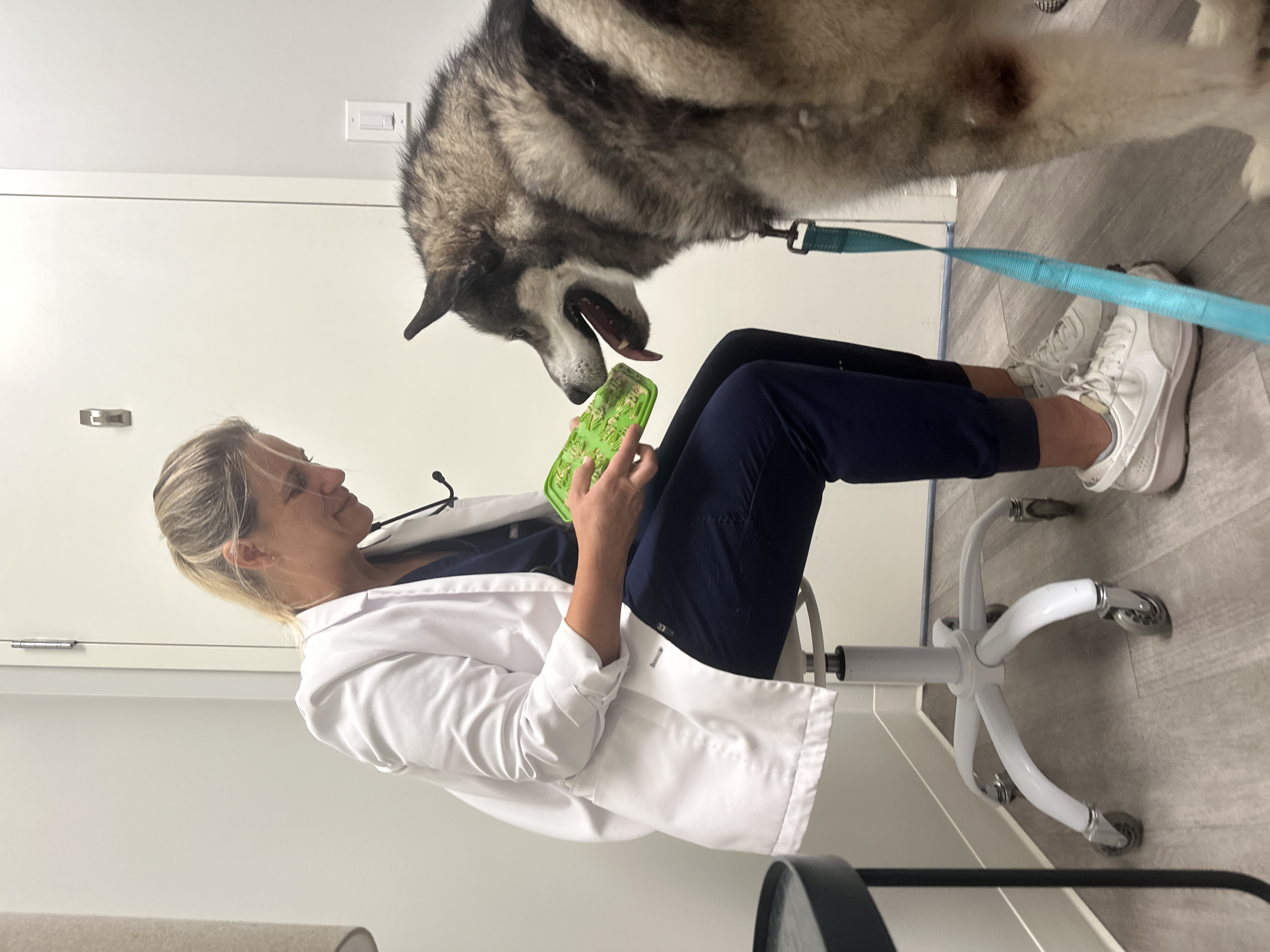 Klondike, a Adoptable Alaskan Malamute in Gettysburg, PA image 1/15