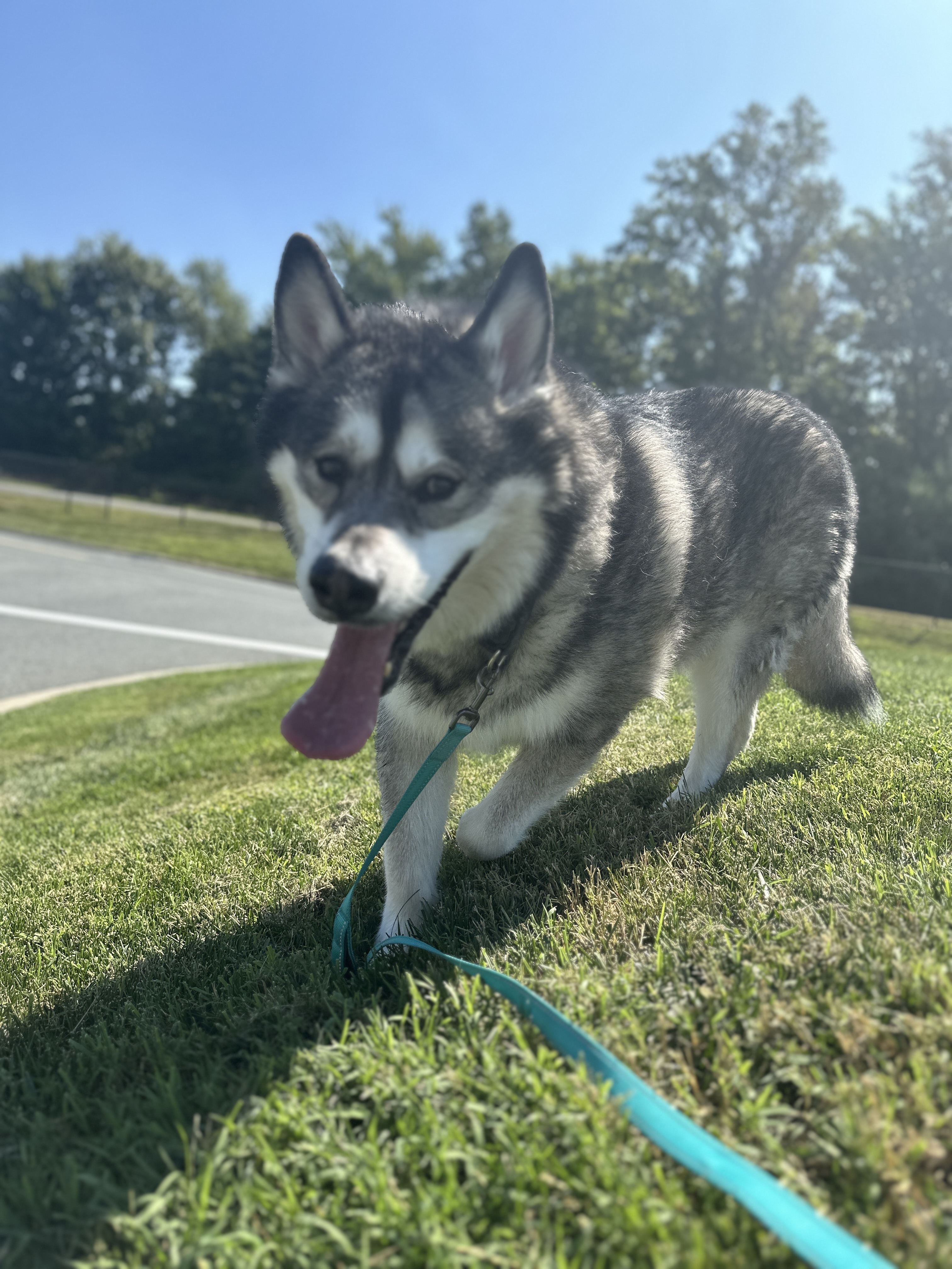 Klondike, a Adoptable Alaskan Malamute in Gettysburg, PA image 2/15