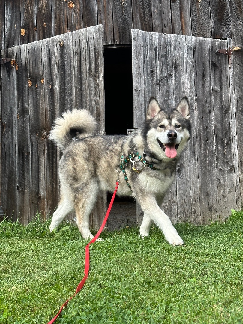Klondike, a Adoptable Alaskan Malamute in Gettysburg, PA image 3/15