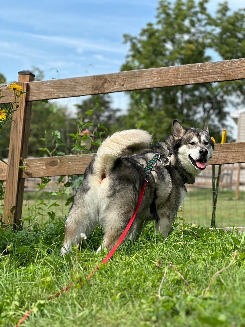 Klondike, a Adoptable Alaskan Malamute in Gettysburg, PA image 5/15