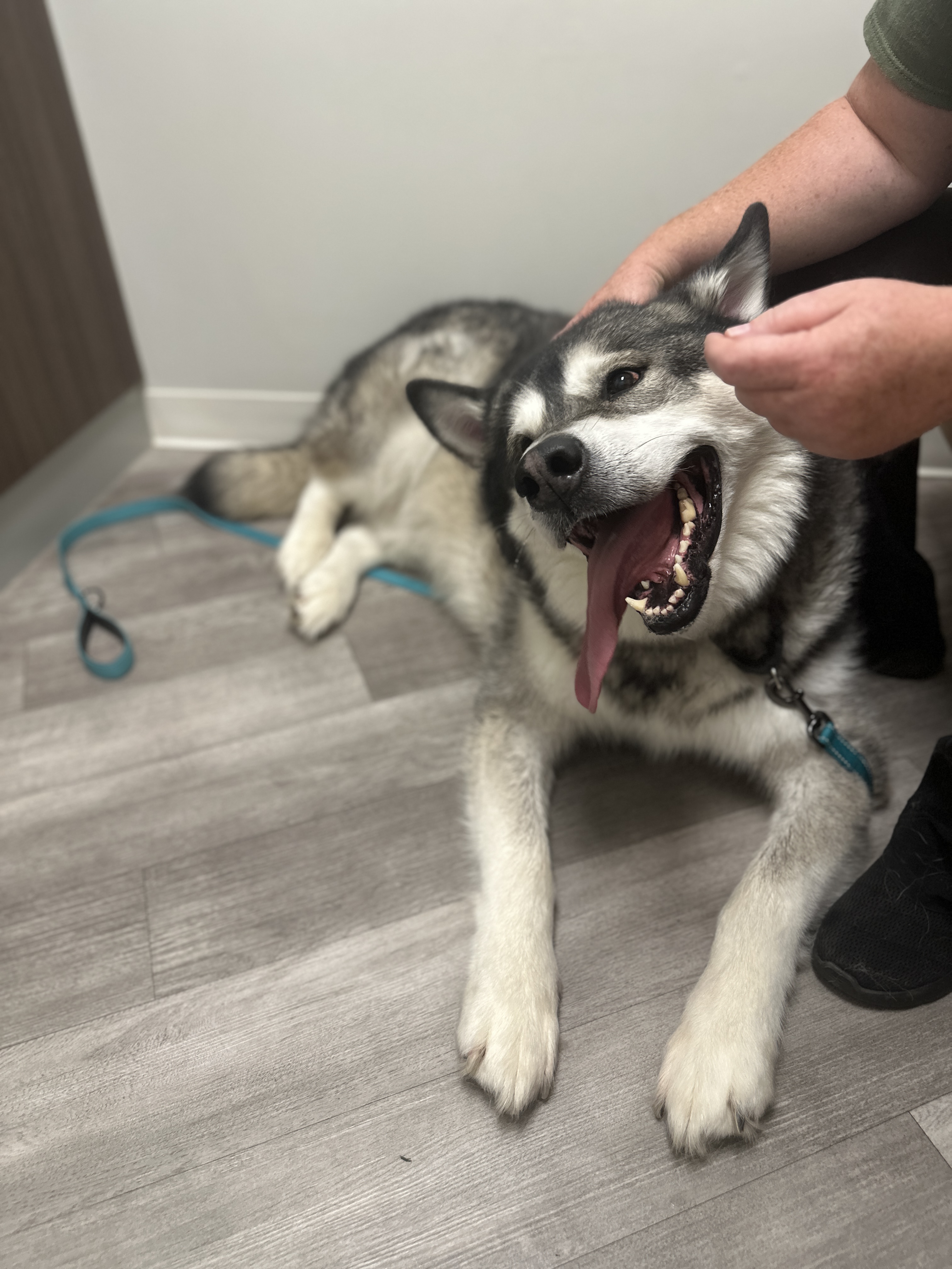 Klondike, Adoptable, Adult Male Alaskan Malamute.