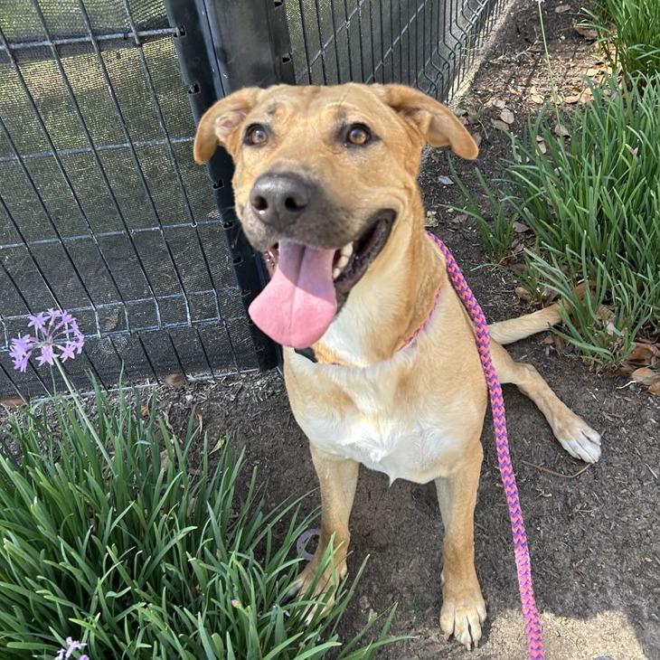 Enlarge Luka, a Adoptable Labrador Retriever in Long Beach, CA image 2/2