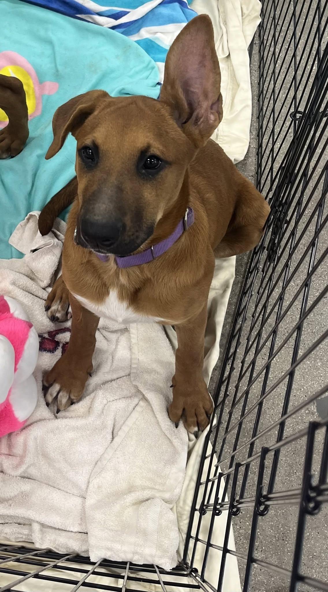 Enlarge Spade, a Adopted mixed breed in Temecula, CA image 4/4