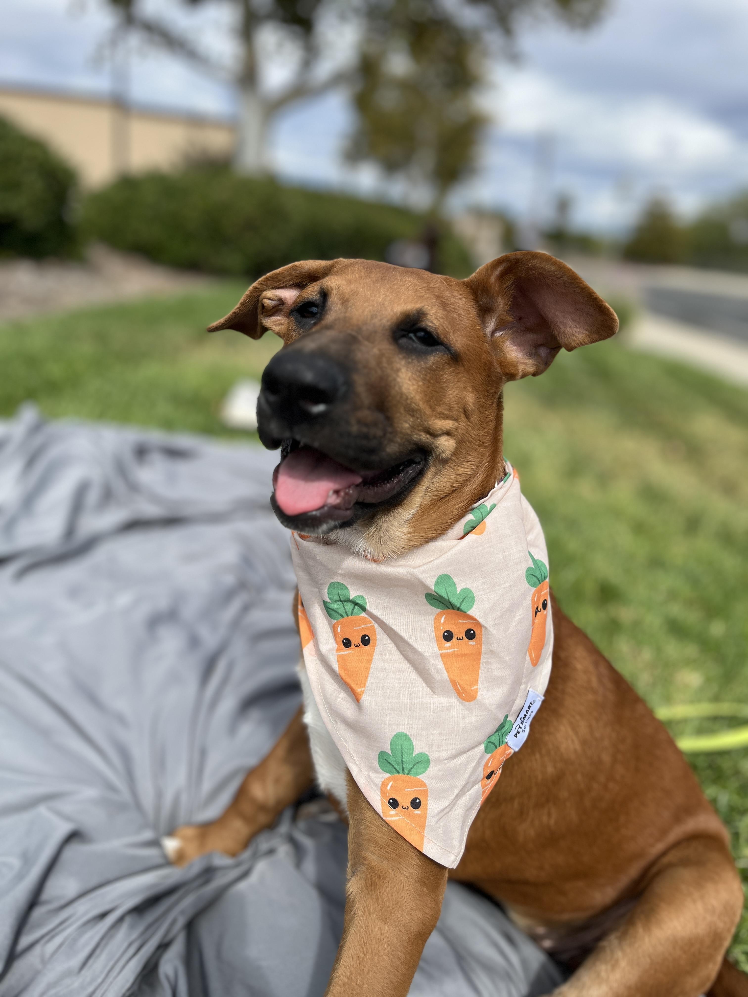 Spade, Adopted, Puppy Female German Shepherd Dog & Boxer.