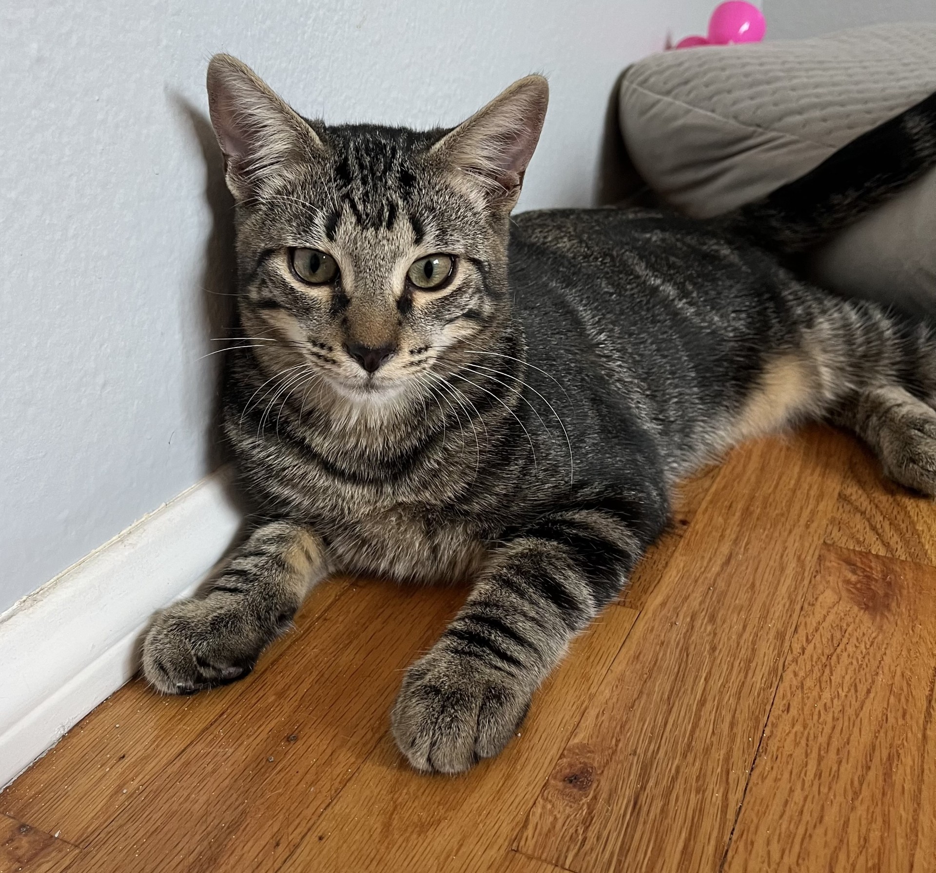 Tim Jamal, a Adoptable Domestic Short Hair in Los Alamitos, CA image 6/6