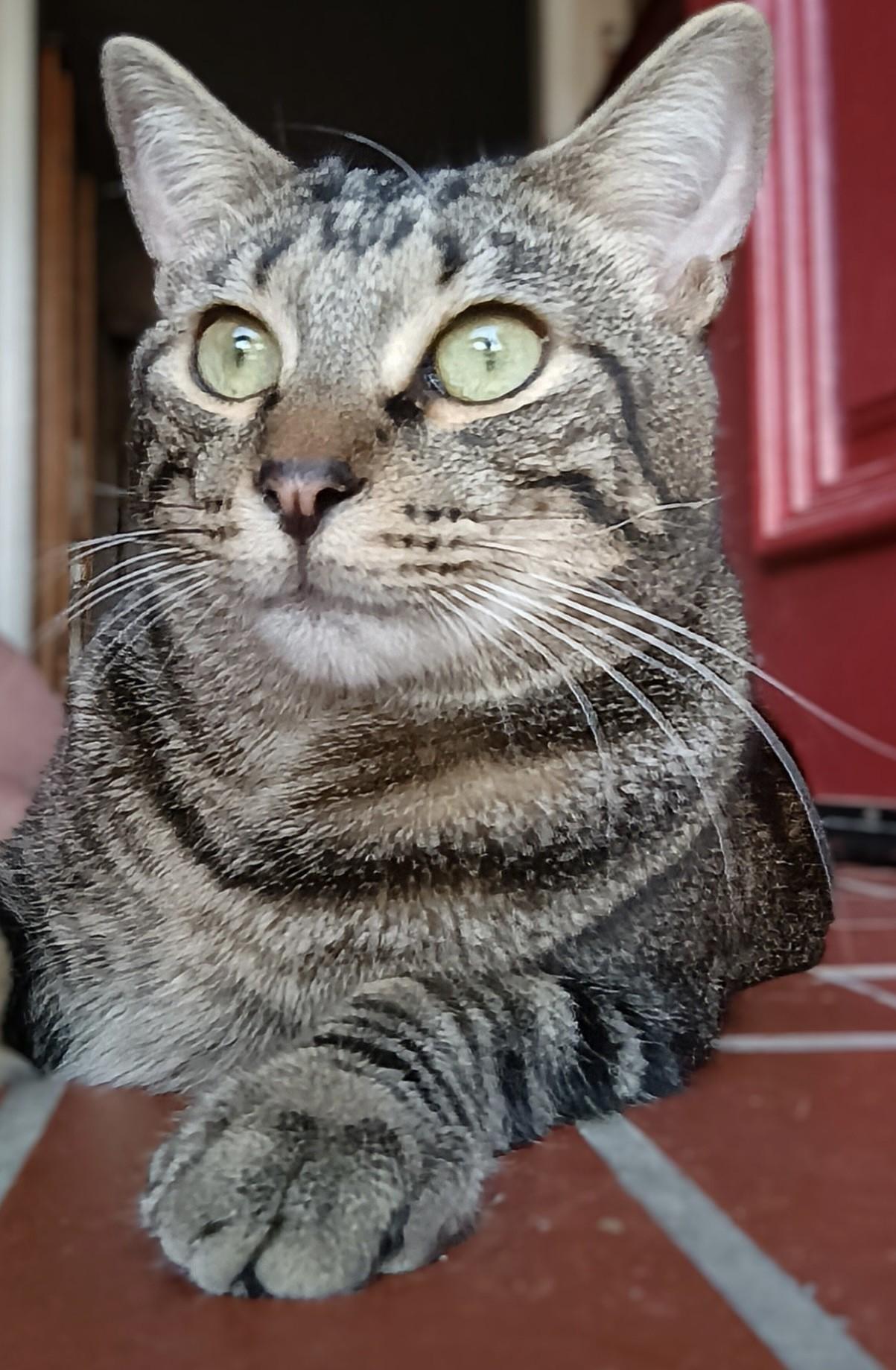 Tim Jamal, a Adoptable Domestic Short Hair in Los Alamitos, CA image 1/6