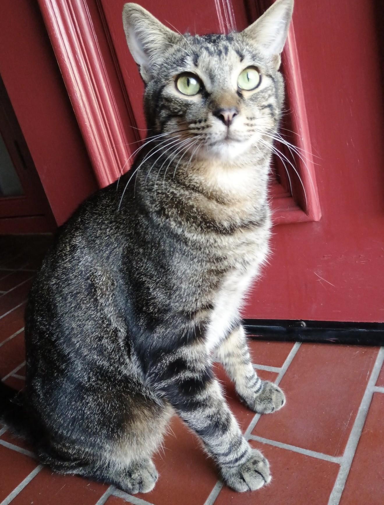 Tim Jamal, a Adoptable Domestic Short Hair in Los Alamitos, CA image 2/6