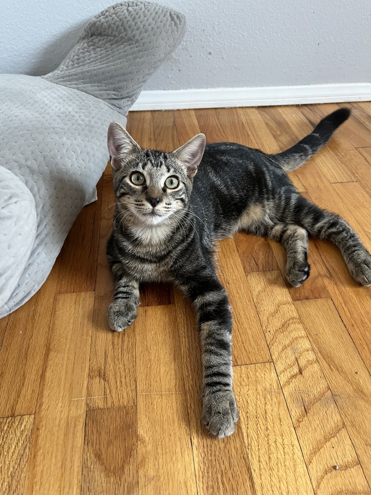 Tim Jamal, a Adoptable Domestic Short Hair in Los Alamitos, CA image 5/6