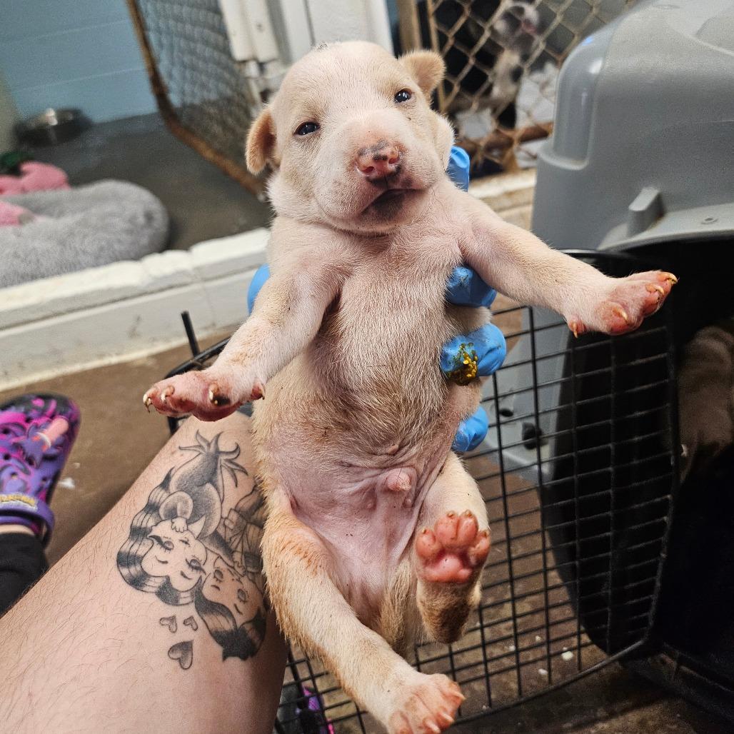 Enlarge Leroy, a Adoptable mixed breed in Wahiawa, HI image 1/1