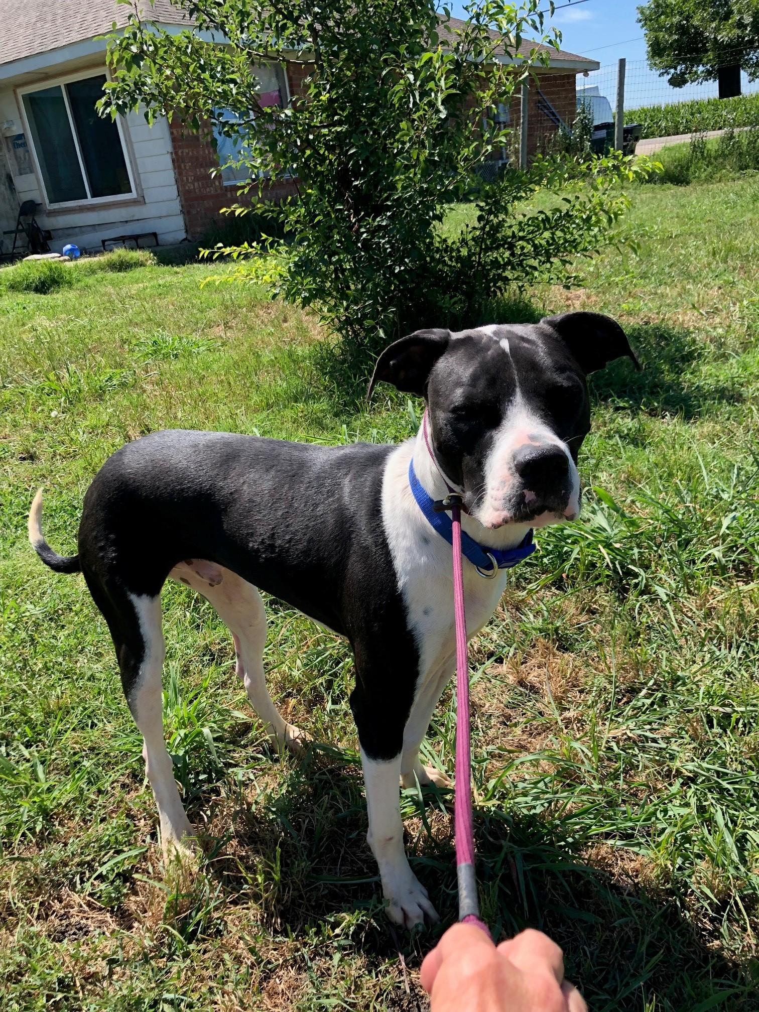 Dog for adoption - Jaxon is a Great Family Doggie! He's adorable and ...
