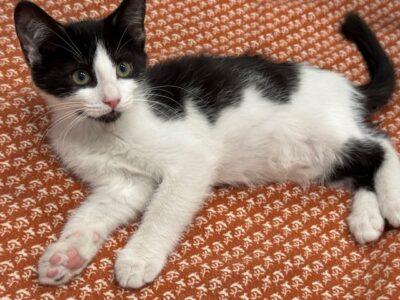 Enlarge Molly, an adopted Domestic Short Hair in Las Vegas, NV image 2/2