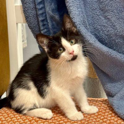 Enlarge Molly, an adopted Domestic Short Hair in Las Vegas, NV image 1/2