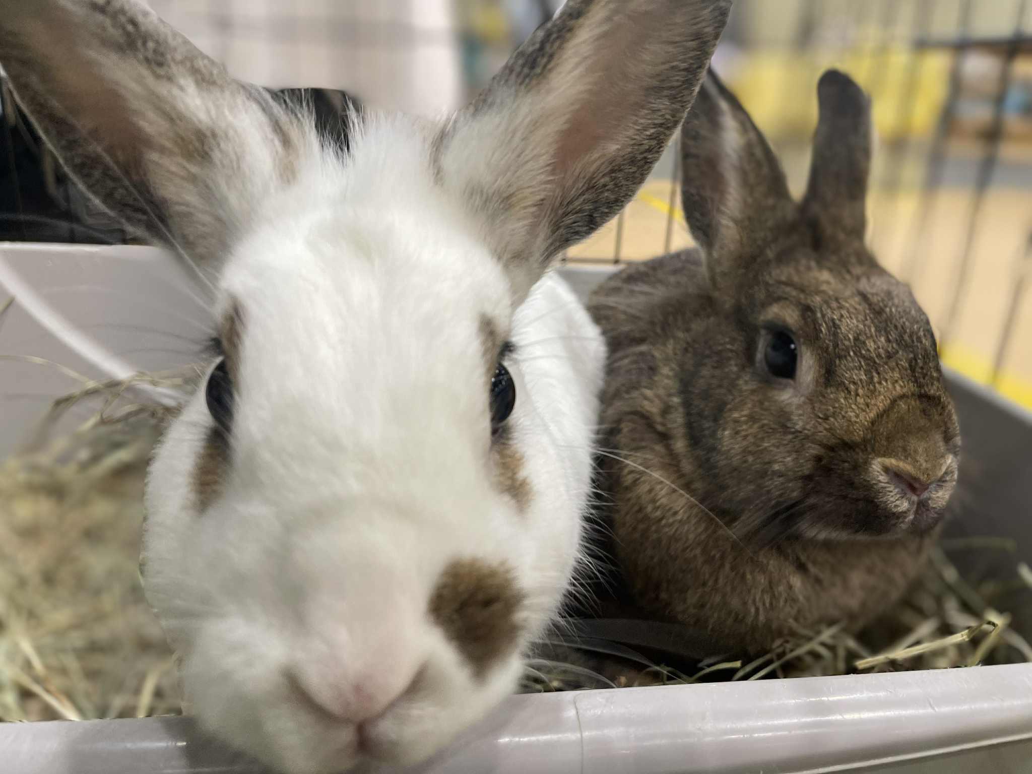 Rocky and Stoney, Adoptable, Young Male Bunny Rabbit.