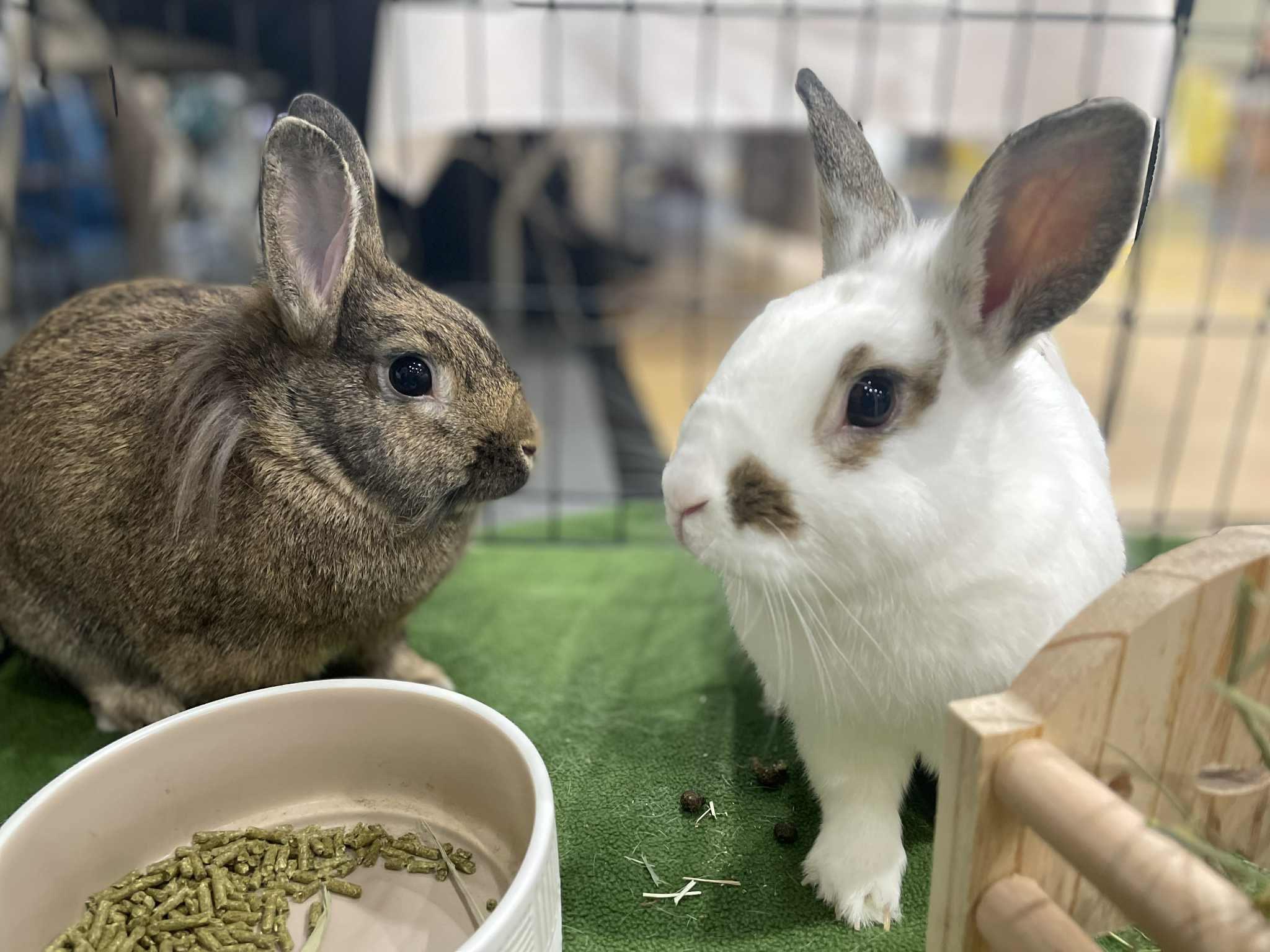 Enlarge Rocky and Stoney, a Adoptable Bunny Rabbit in Rock Hall, MD image 3/7