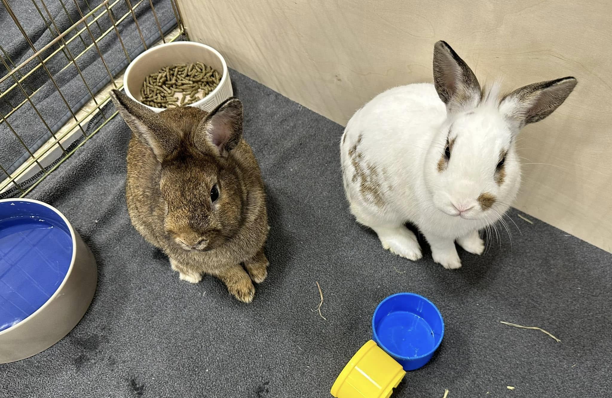 Enlarge Rocky and Stoney, a Adoptable Bunny Rabbit in Rock Hall, MD image 4/7
