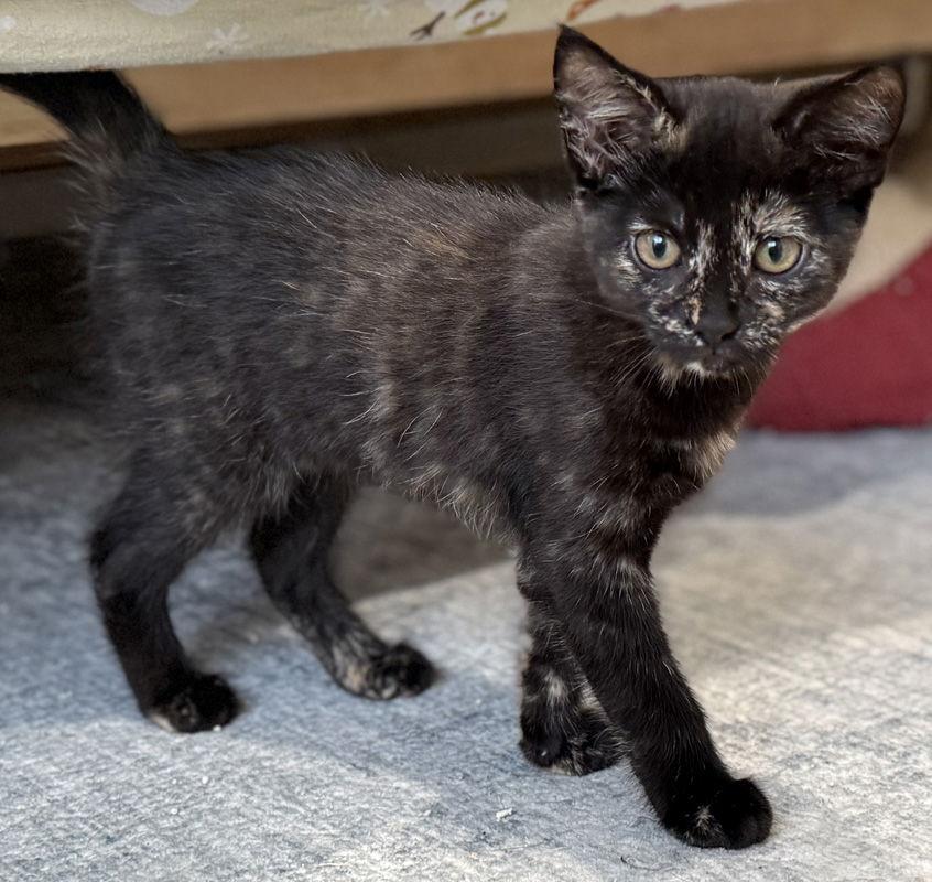 Enlarge Holly, a Adoptable mixed breed in Ventura, CA image 1/3