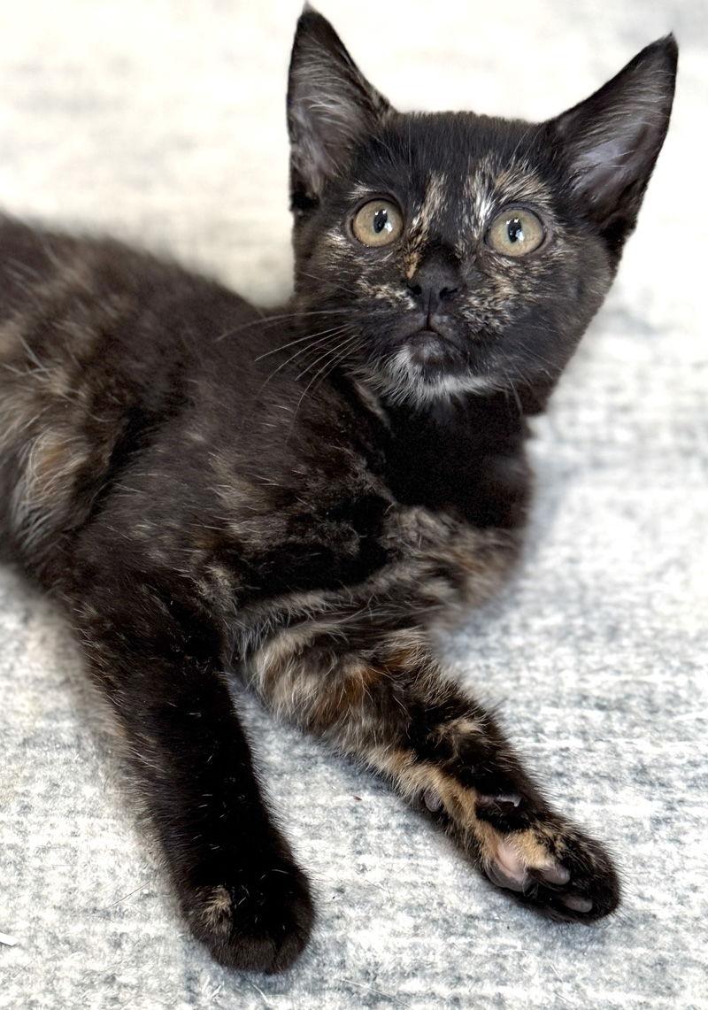 Enlarge Holly, a Adoptable mixed breed in Ventura, CA image 2/3