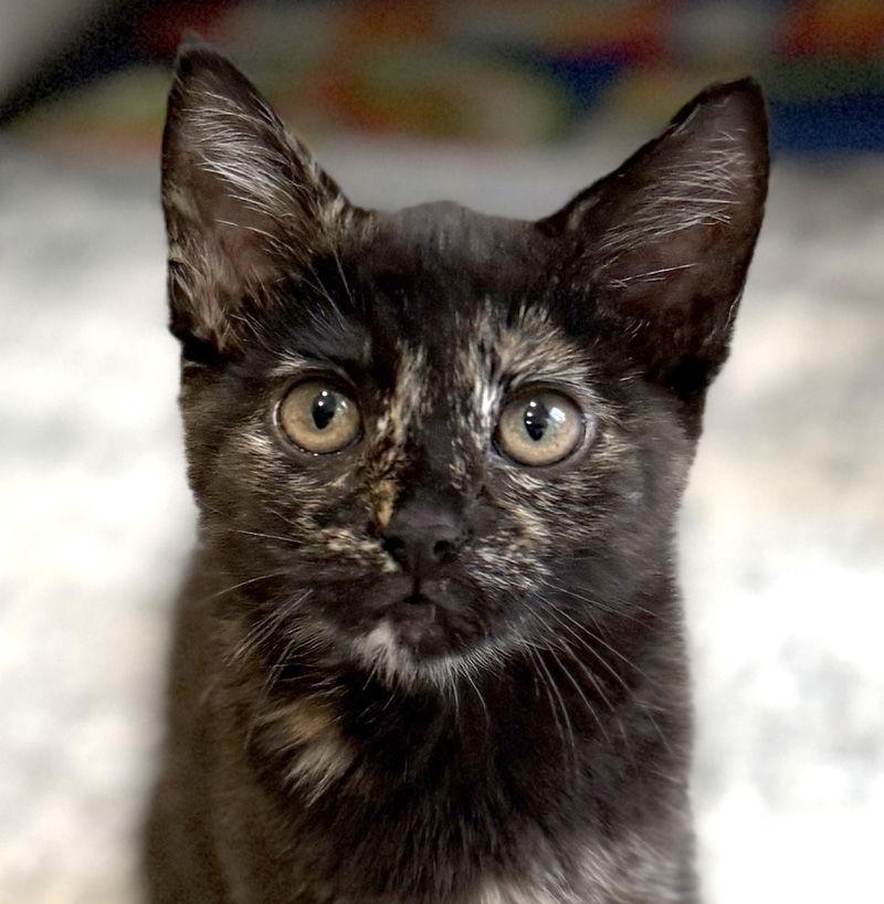 Enlarge Holly, a Adoptable mixed breed in Ventura, CA image 3/3