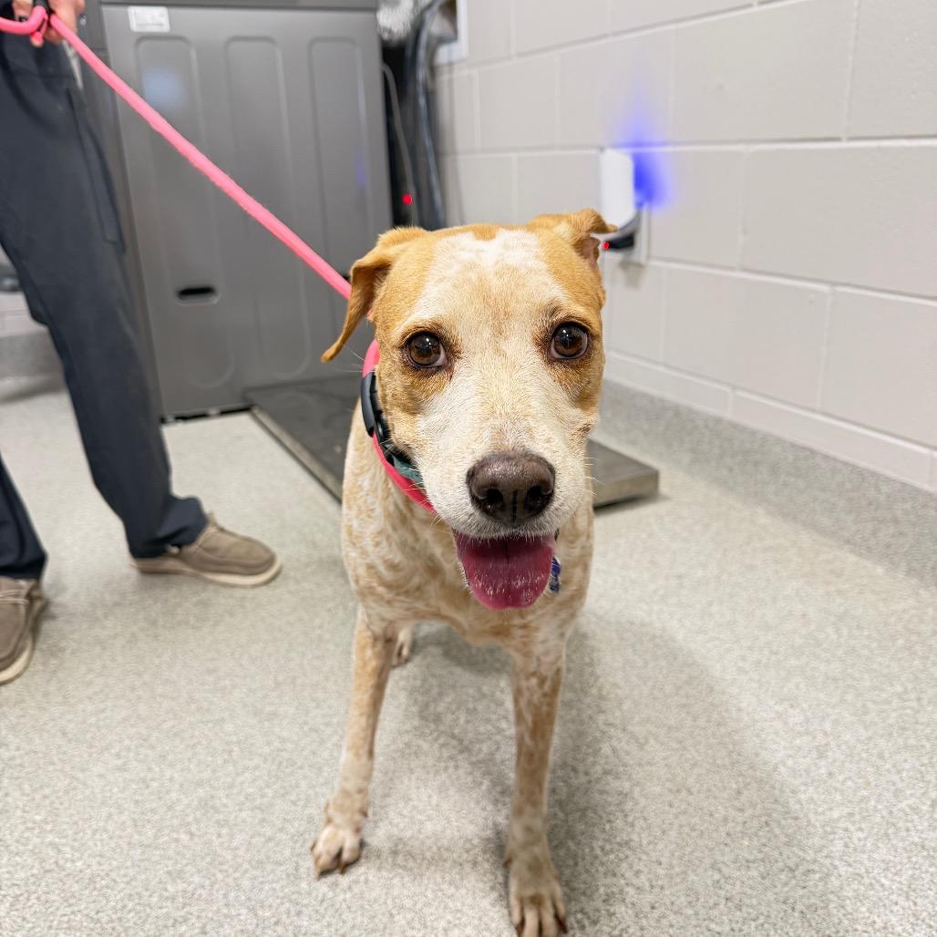 Enlarge Linda, a Adoptable Mixed Breed in Englewood, FL image 1/1