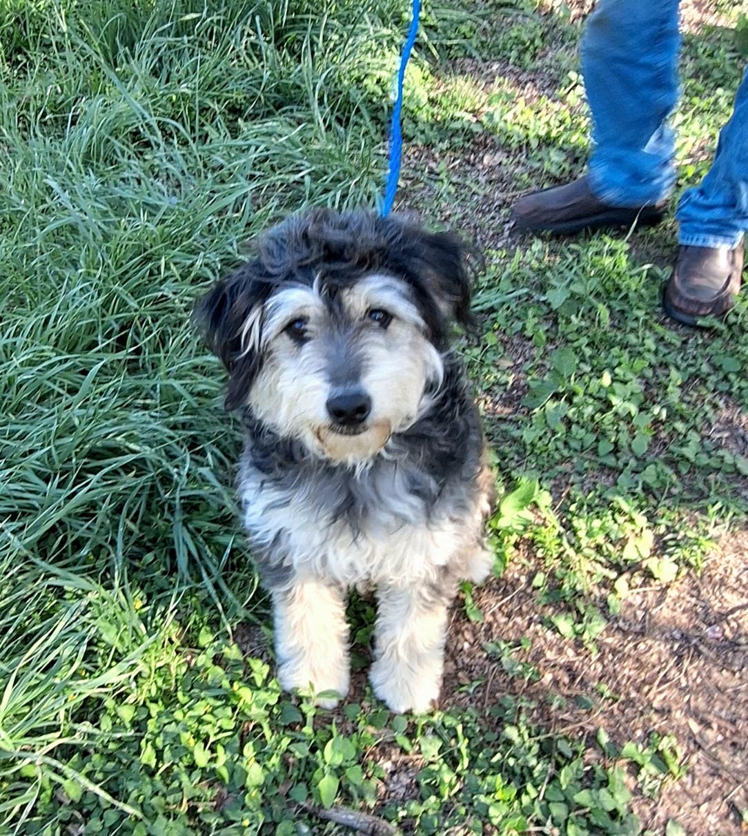 Heddie BL14258-T  LOCAL Adoption Event in Bellingham 3/20, adopted, Adult Female Schnauzer & Poodle.