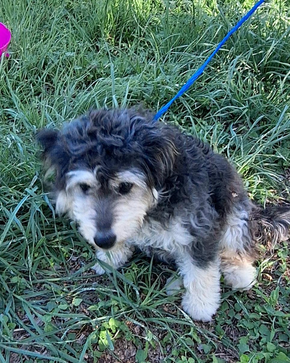 Enlarge Heddie BL14258-T  LOCAL Adoption Event in Bellingham 3/20, an adopted mixed breed in Bellingham, WA image 2/5