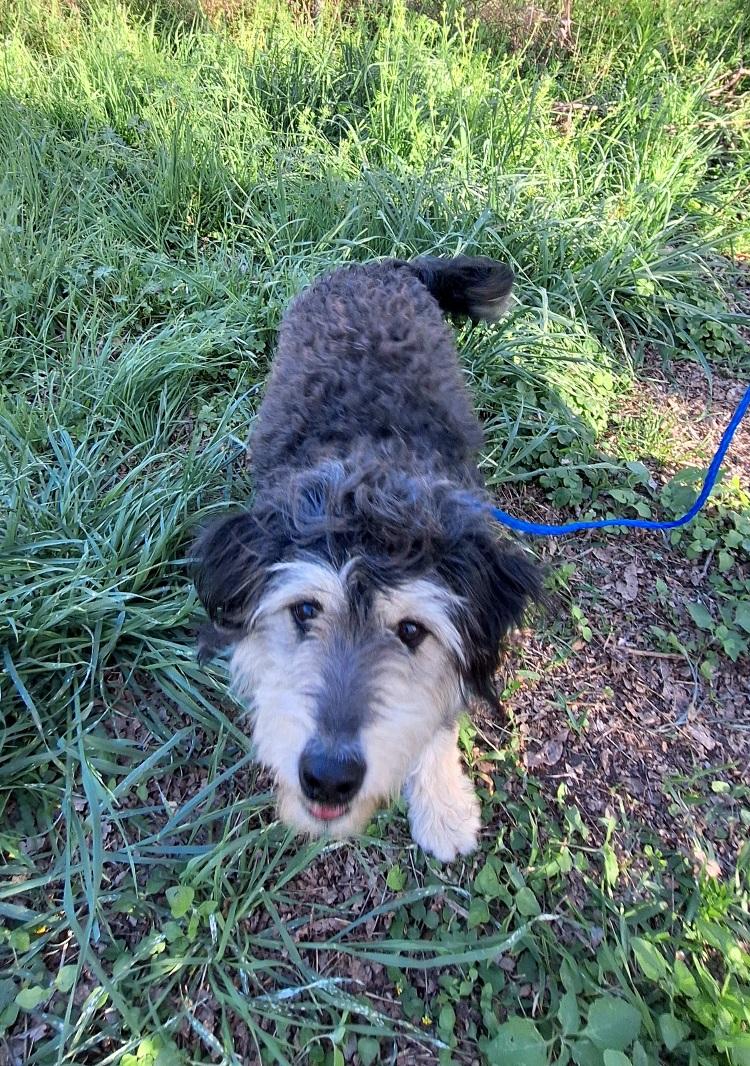 Enlarge Heddie BL14258-T  LOCAL Adoption Event in Bellingham 3/20, an adopted mixed breed in Bellingham, WA image 5/5
