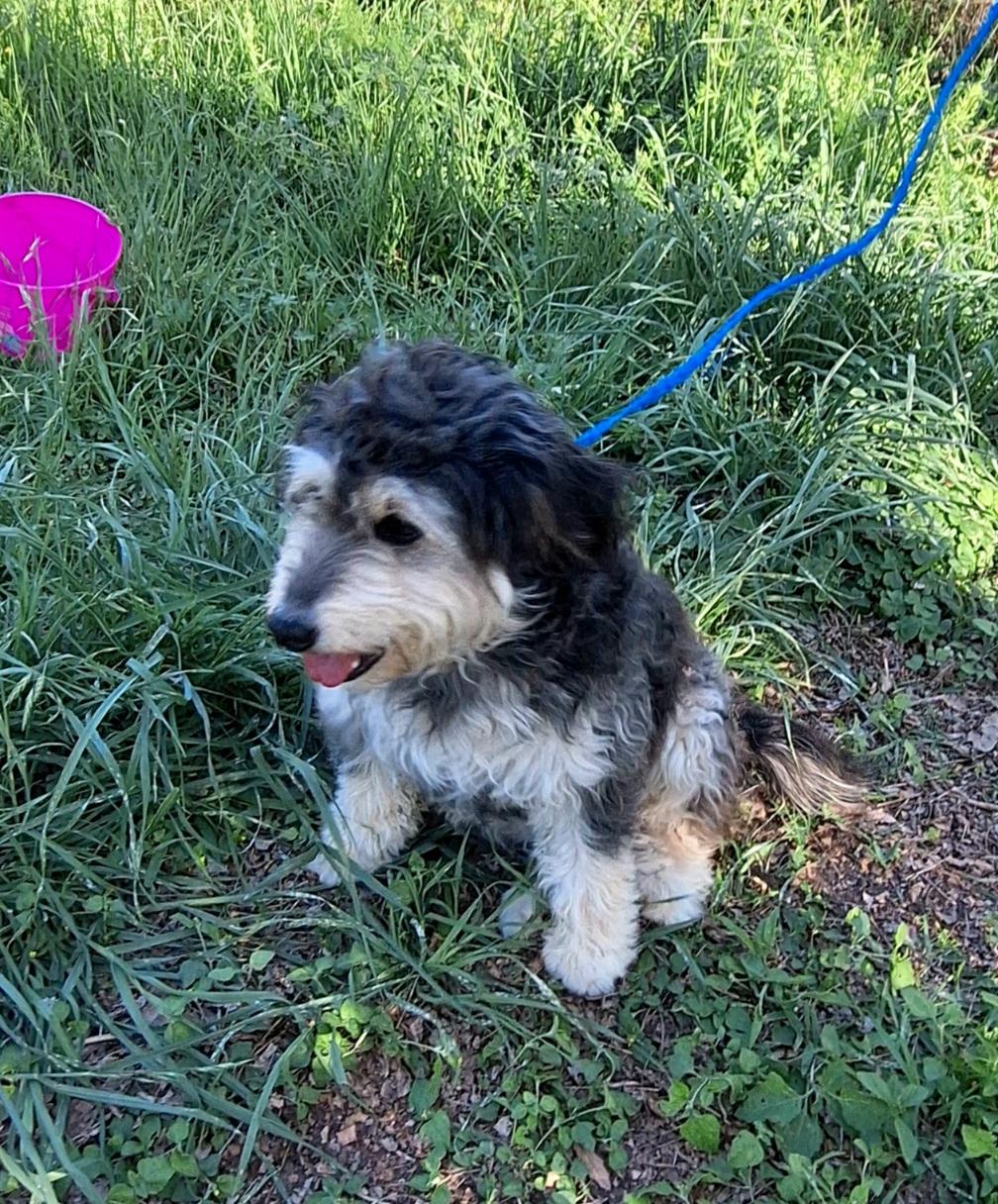 Enlarge Heddie BL14258-T  LOCAL Adoption Event in Bellingham 3/20, an adopted mixed breed in Bellingham, WA image 4/5