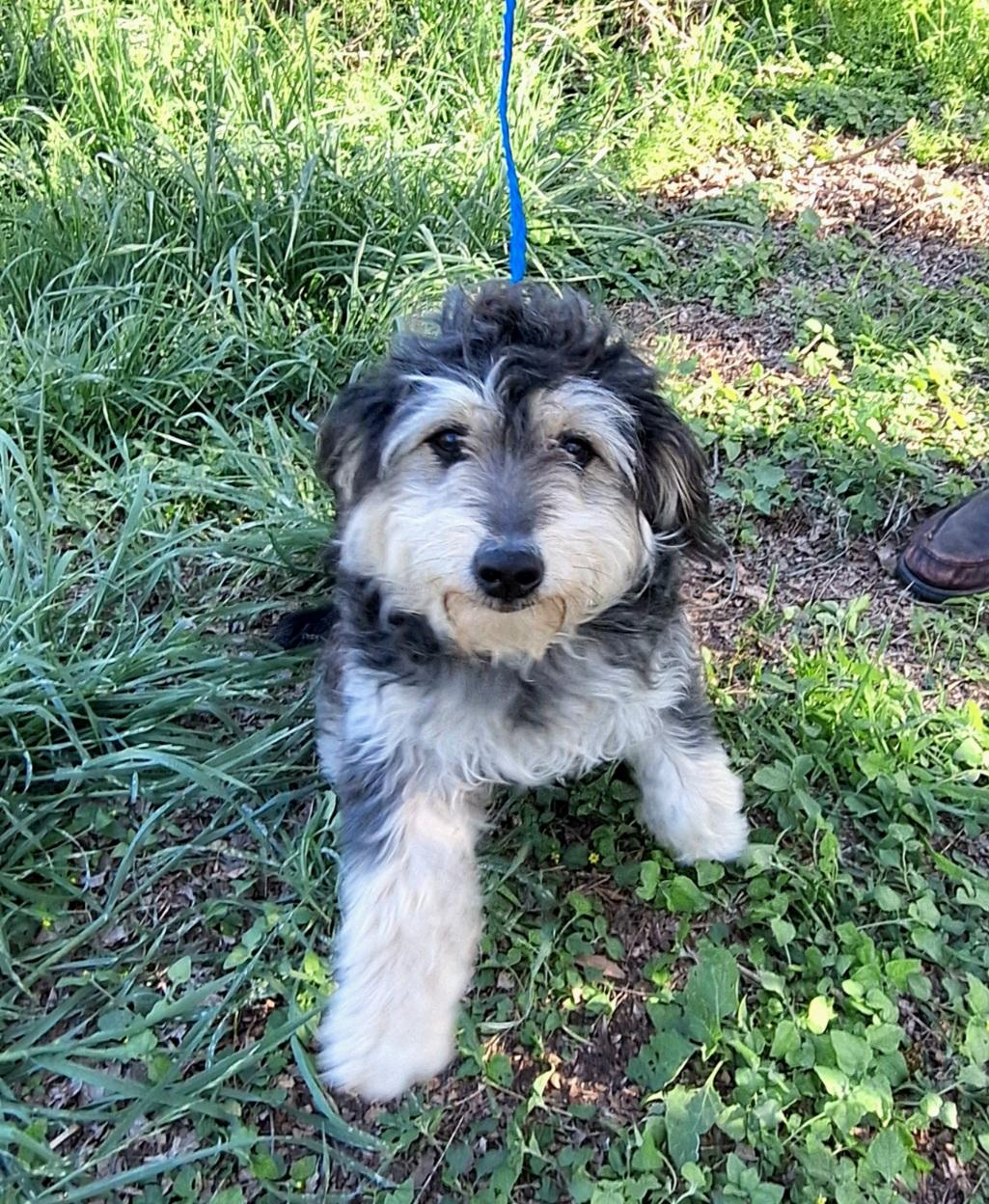 Enlarge Heddie BL14258-T  LOCAL Adoption Event in Bellingham 3/20, an adopted mixed breed in Bellingham, WA image 3/5
