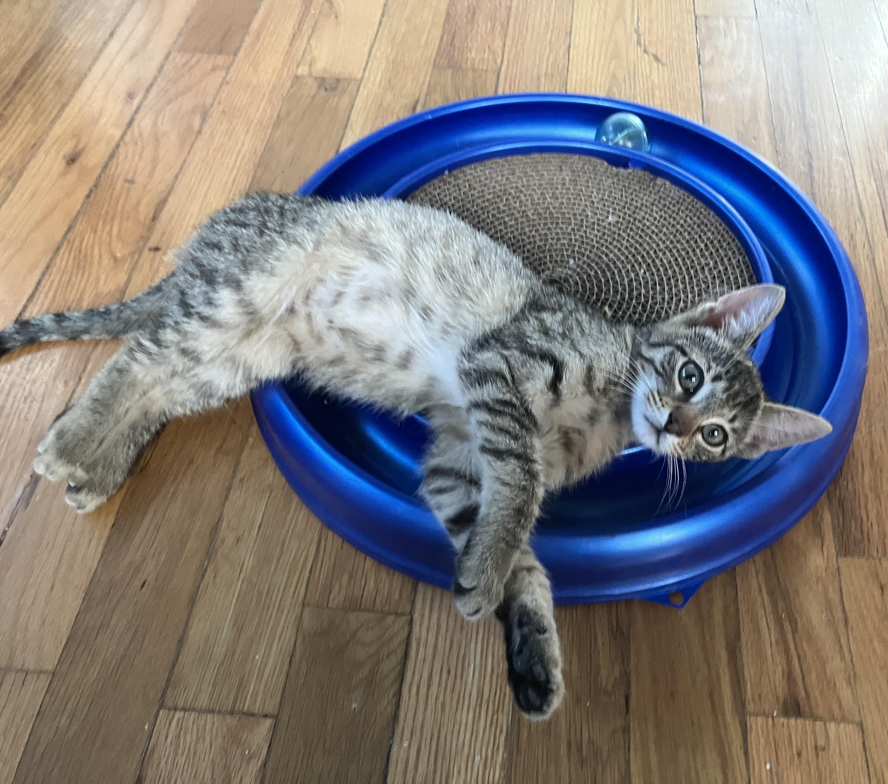 Cosmo- Curious Explorer Extraordinaire, a ADOPTABLE Tabby in Prescott, AZ image 2/3
