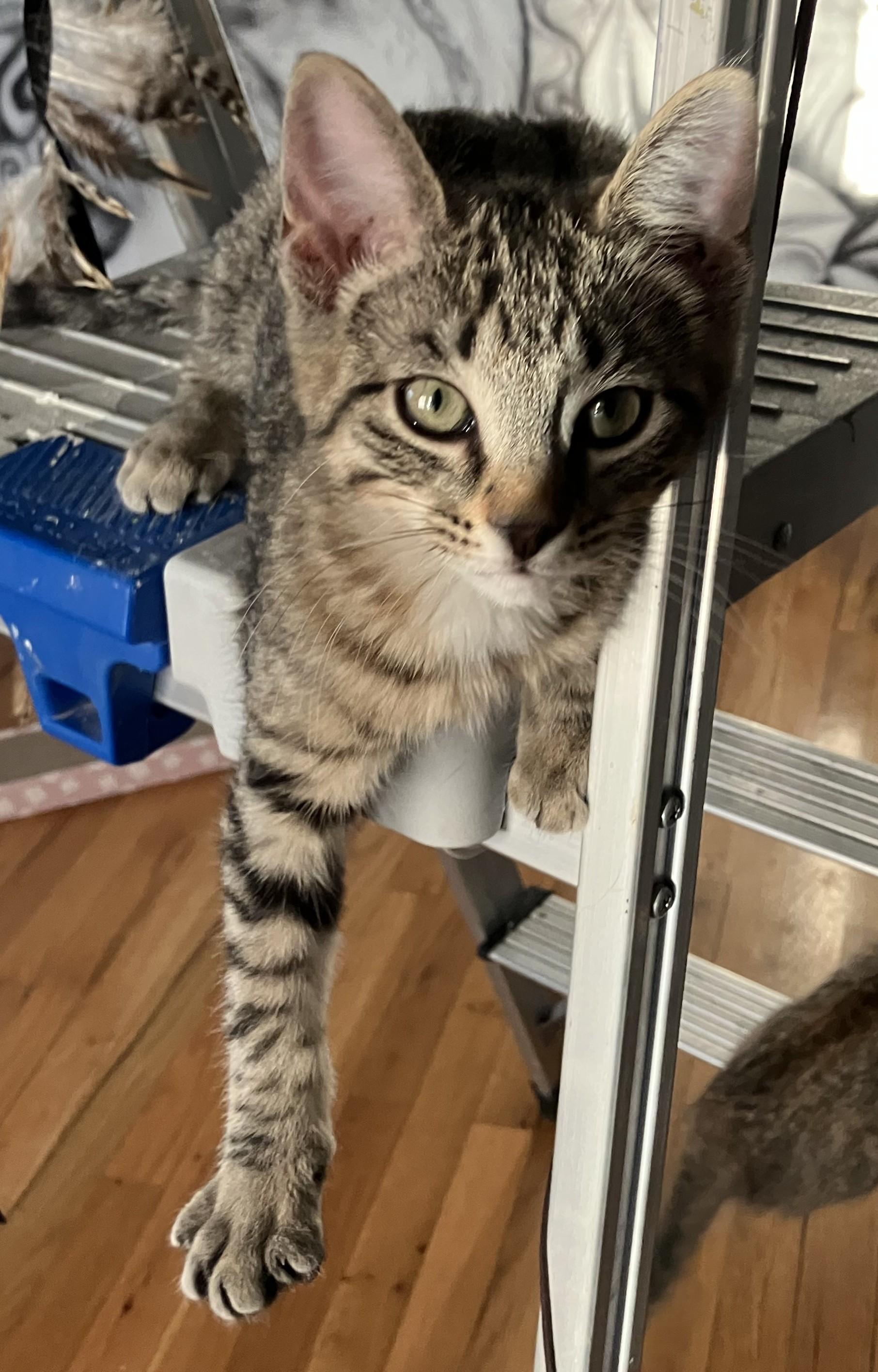 Cosmo- Curious Explorer Extraordinaire, a ADOPTABLE Tabby in Prescott, AZ image 1/3