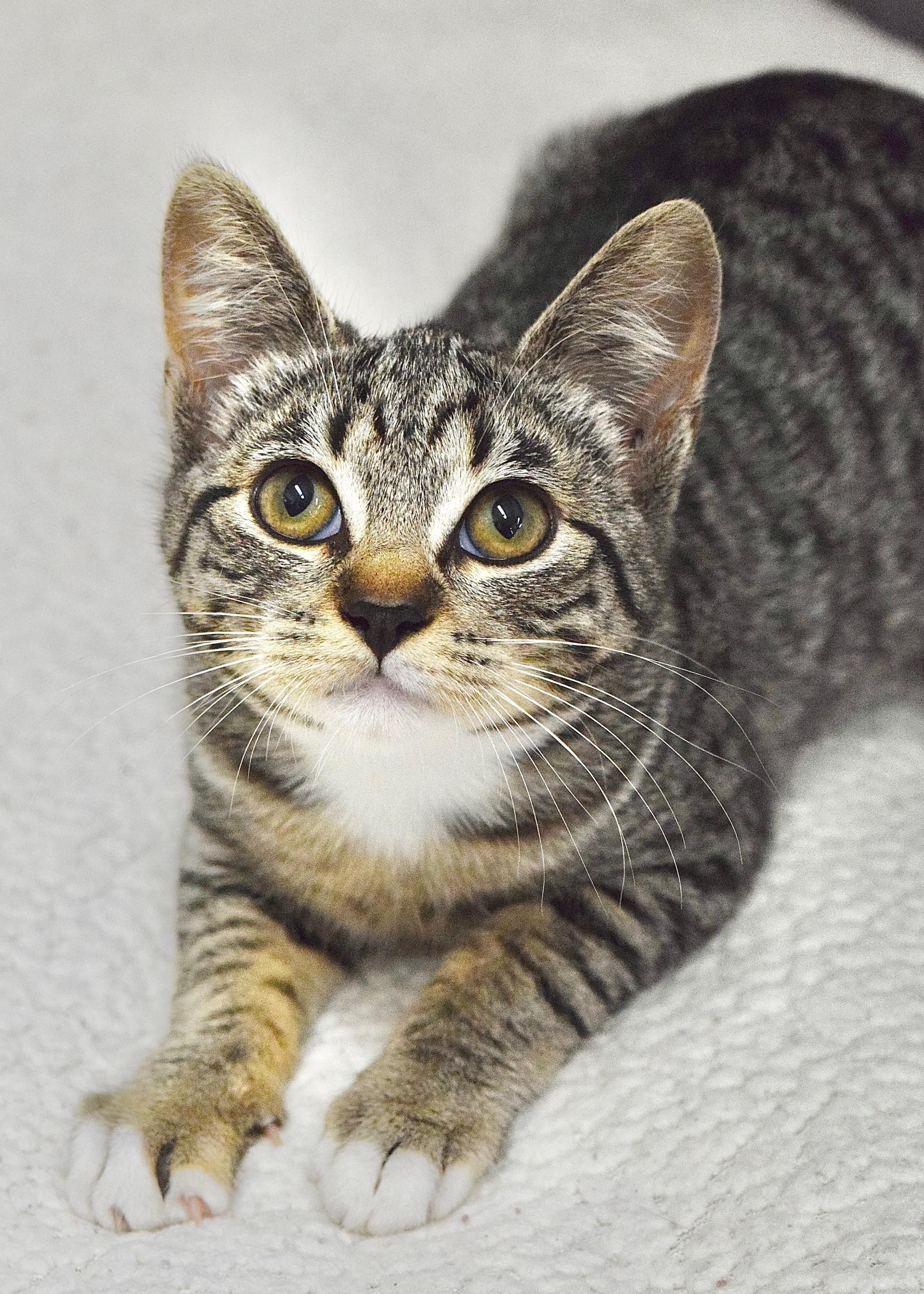 Cirri, Baby Female Domestic Short Hair