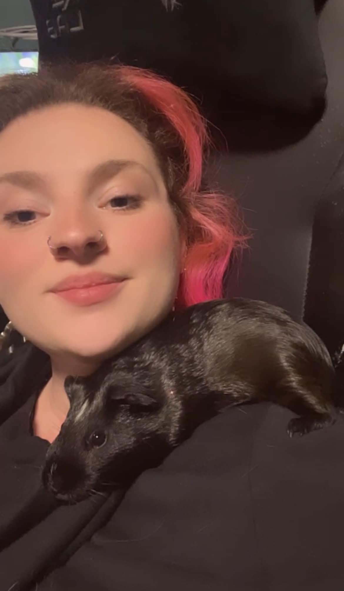 Enlarge Hemlock, a ADOPTABLE Guinea Pig in Sanford, NC image 2/6