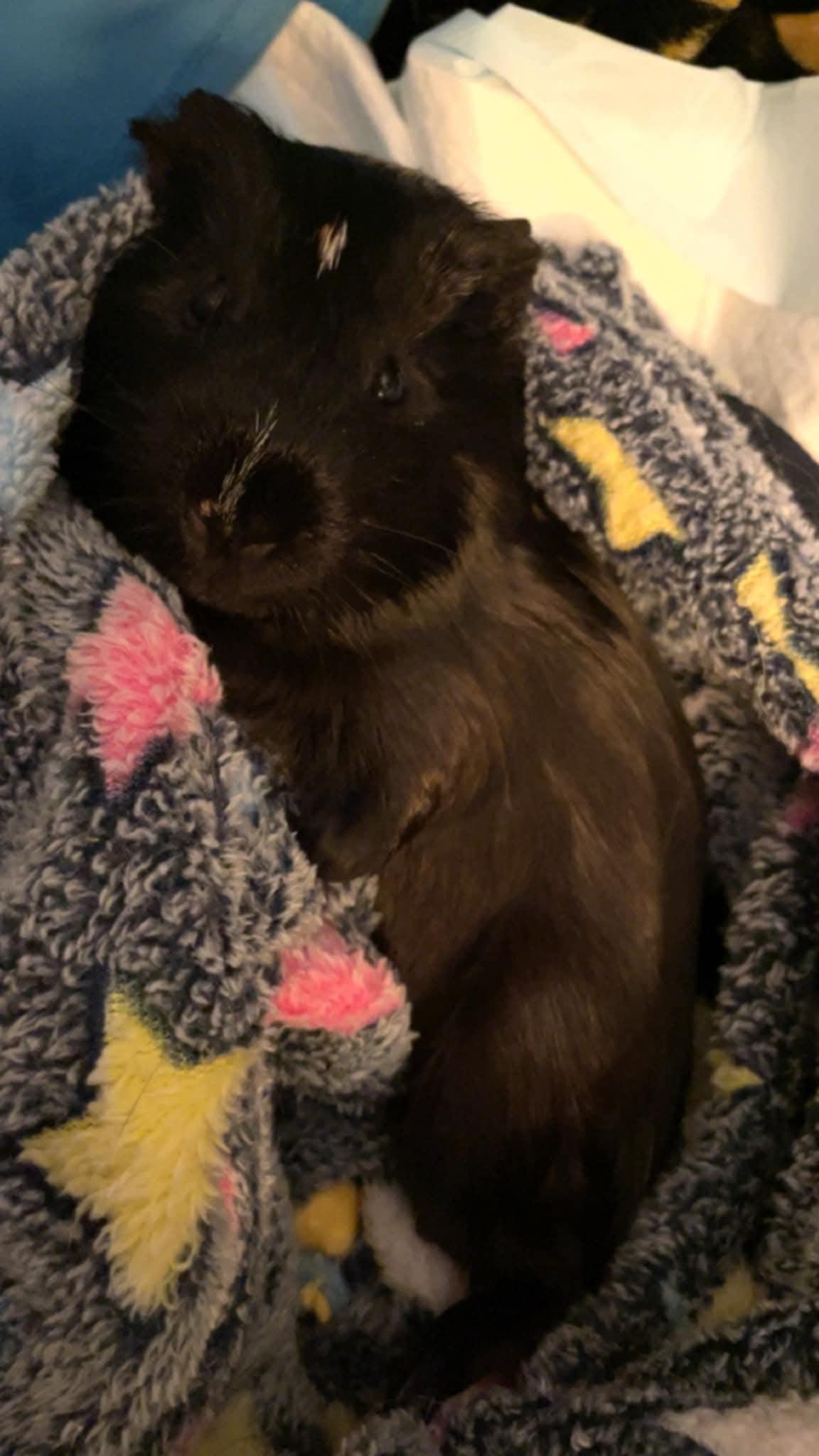 Enlarge Hemlock, a ADOPTABLE Guinea Pig in Sanford, NC image 1/6