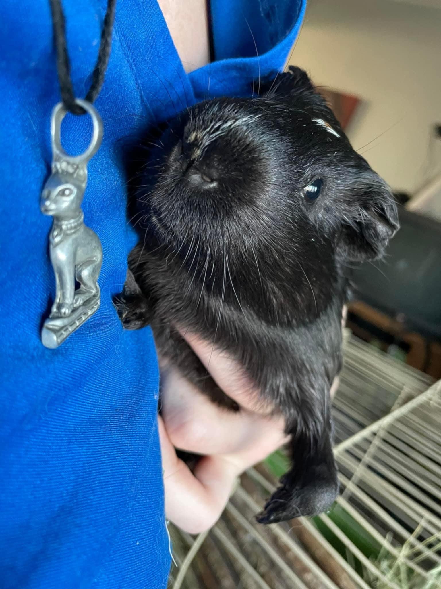Enlarge Hemlock, a ADOPTABLE Guinea Pig in Sanford, NC image 5/6
