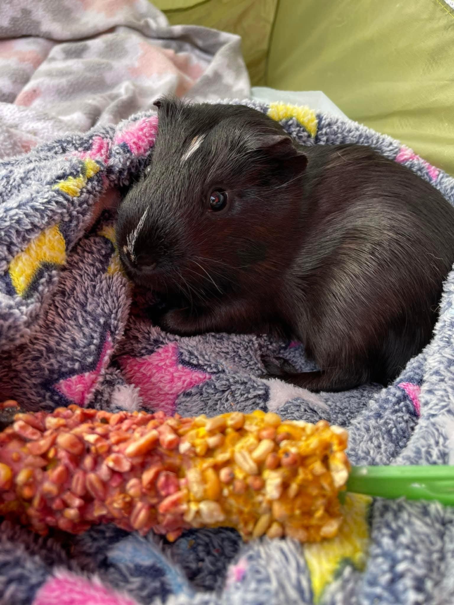 Enlarge Hemlock, a ADOPTABLE Guinea Pig in Sanford, NC image 4/6