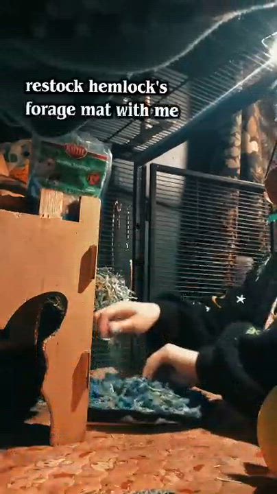 Enlarge Hemlock, a ADOPTABLE Guinea Pig in Sanford, NC video 3/6