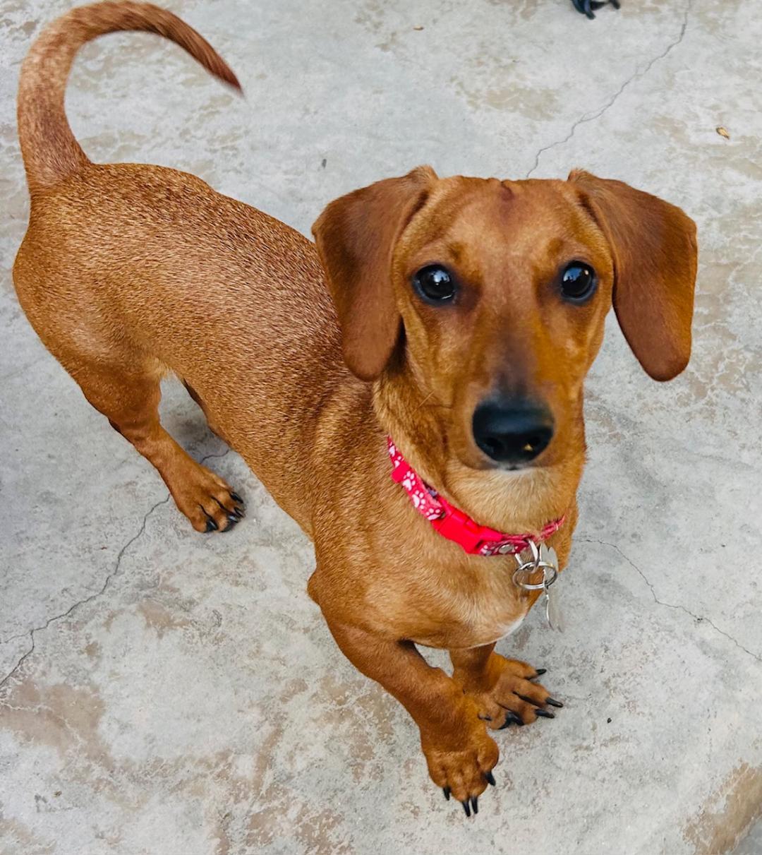 Enlarge Millie  -  So Ca, a Adoptable Dachshund in Los Angeles, CA image 1/3