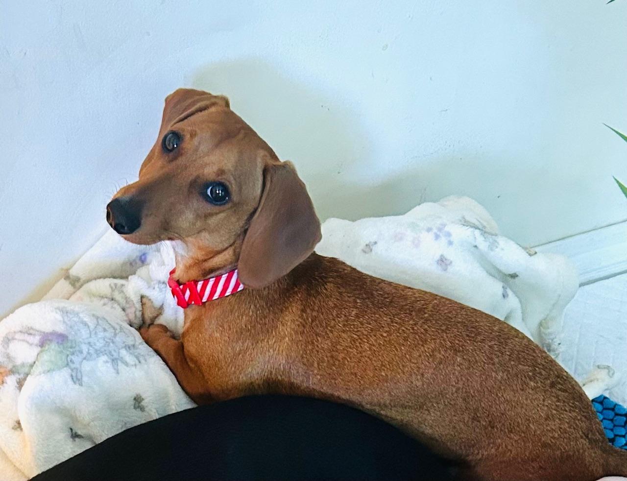 Enlarge Millie  -  So Ca, a Adoptable Dachshund in Los Angeles, CA image 2/3