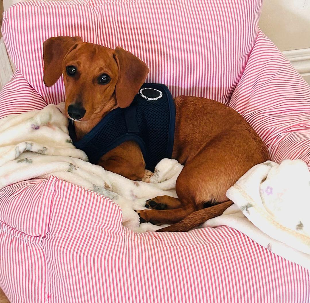 Enlarge Millie  -  So Ca, a Adoptable Dachshund in Los Angeles, CA image 3/3