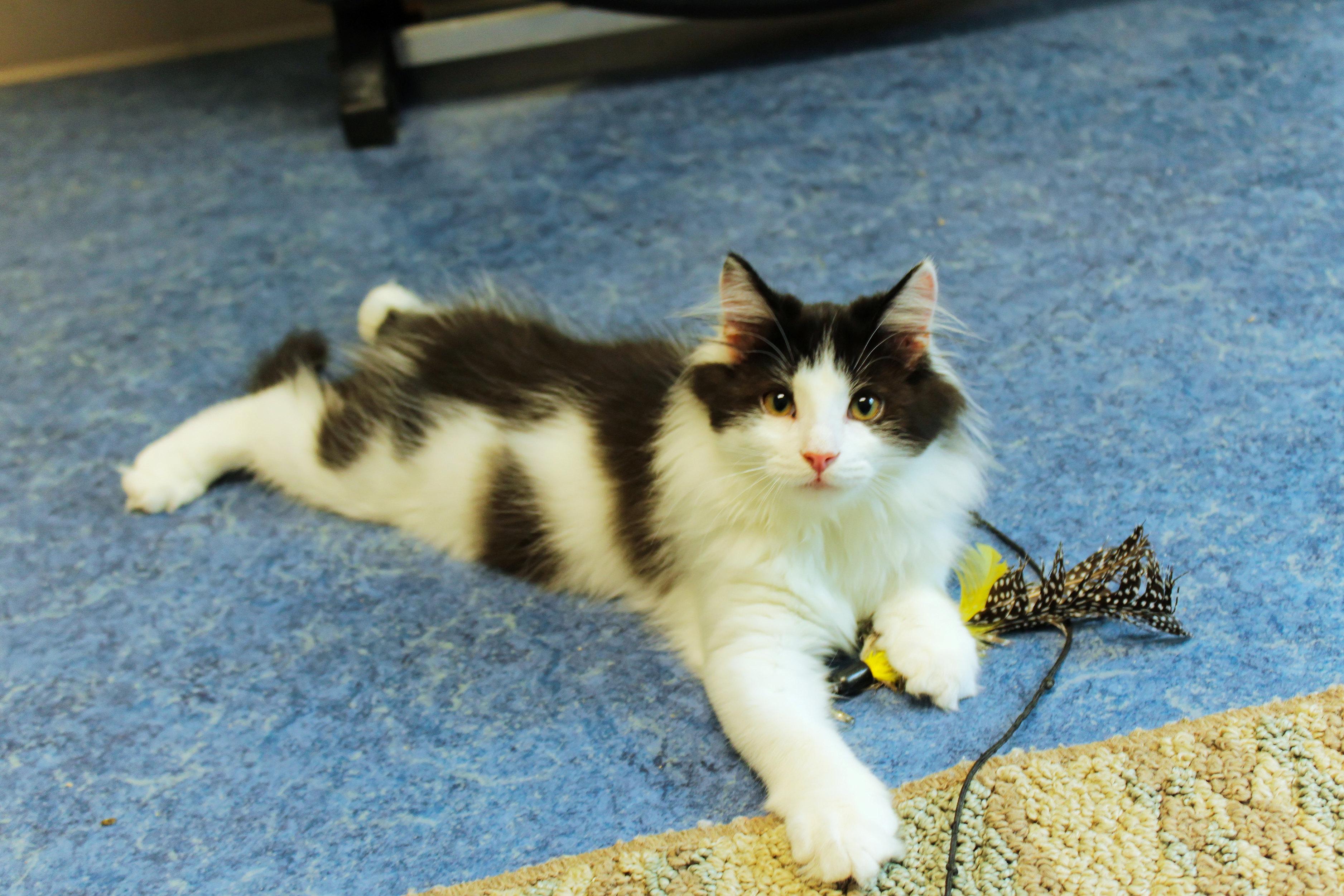 Paris, adopted, Kitten Male Domestic Long Hair.