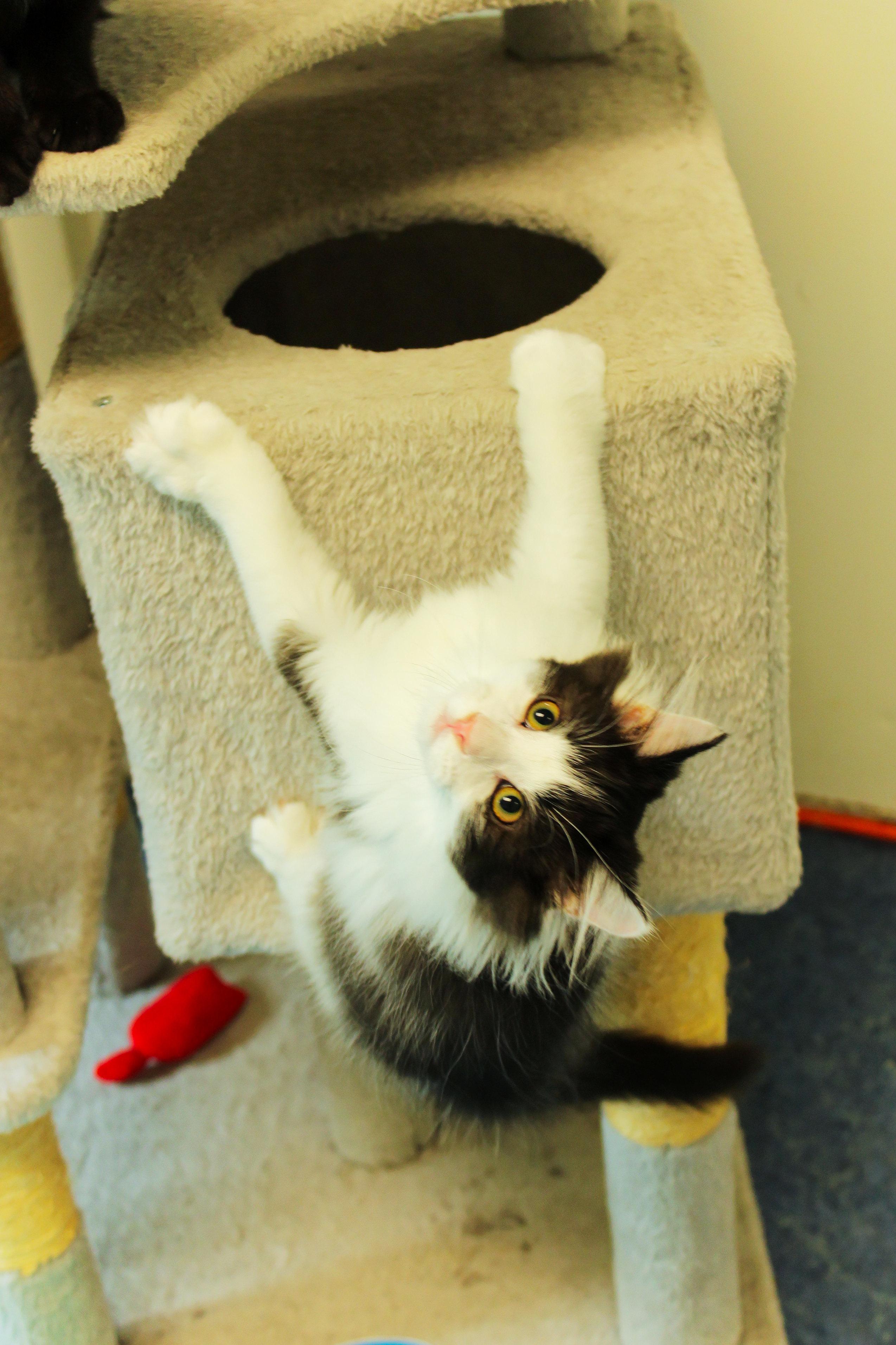 Enlarge Paris, an adopted Domestic Long Hair in Urbana, OH image 4/6