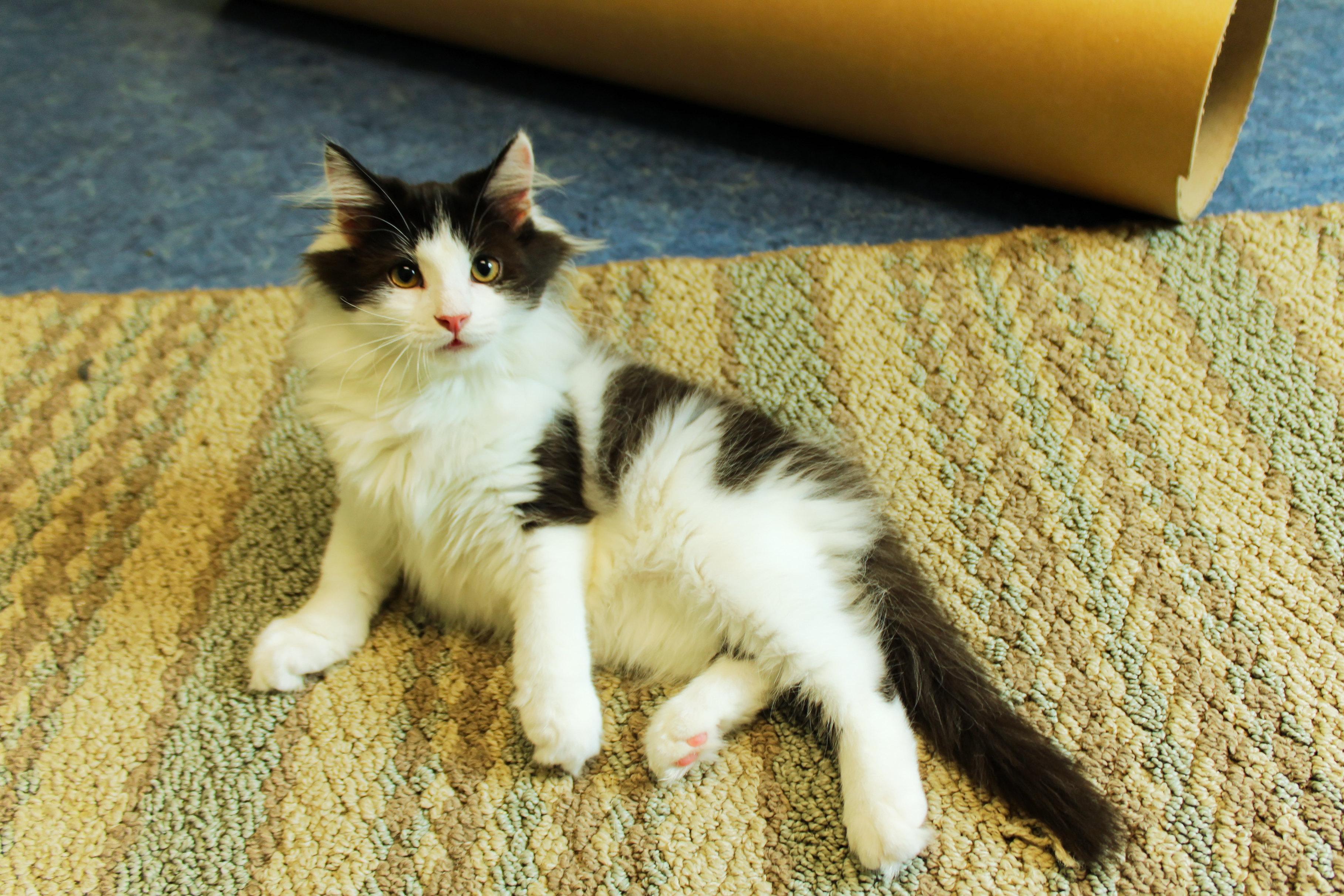 Enlarge Paris, an adopted Domestic Long Hair in Urbana, OH image 5/6