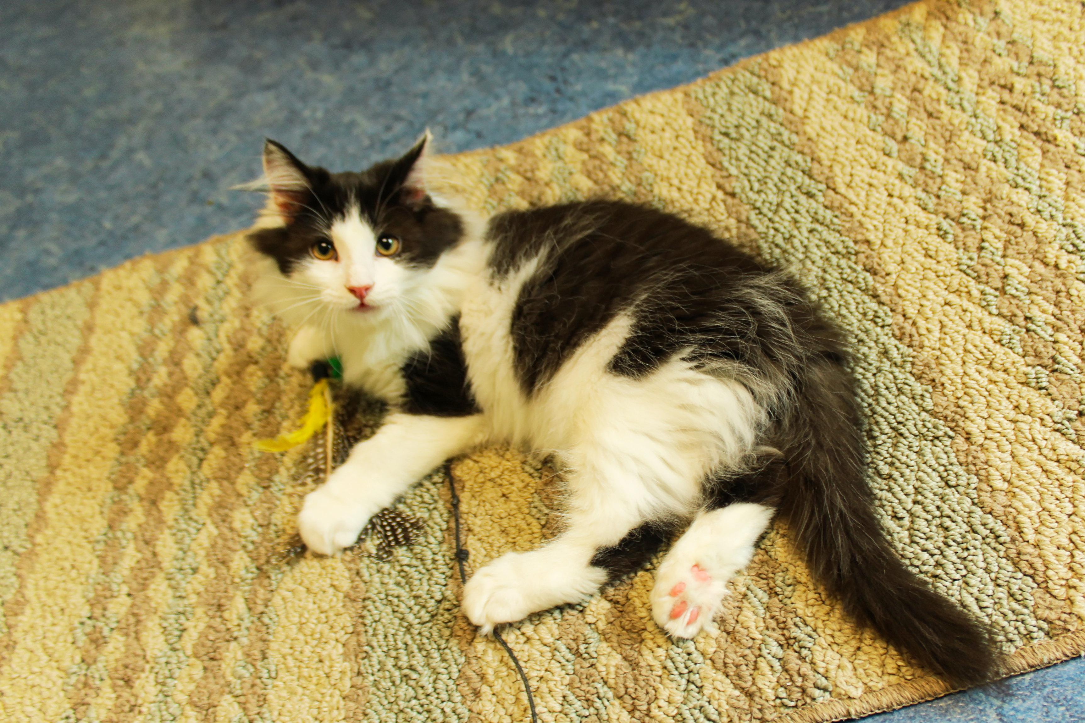 Enlarge Paris, an adopted Domestic Long Hair in Urbana, OH image 2/6