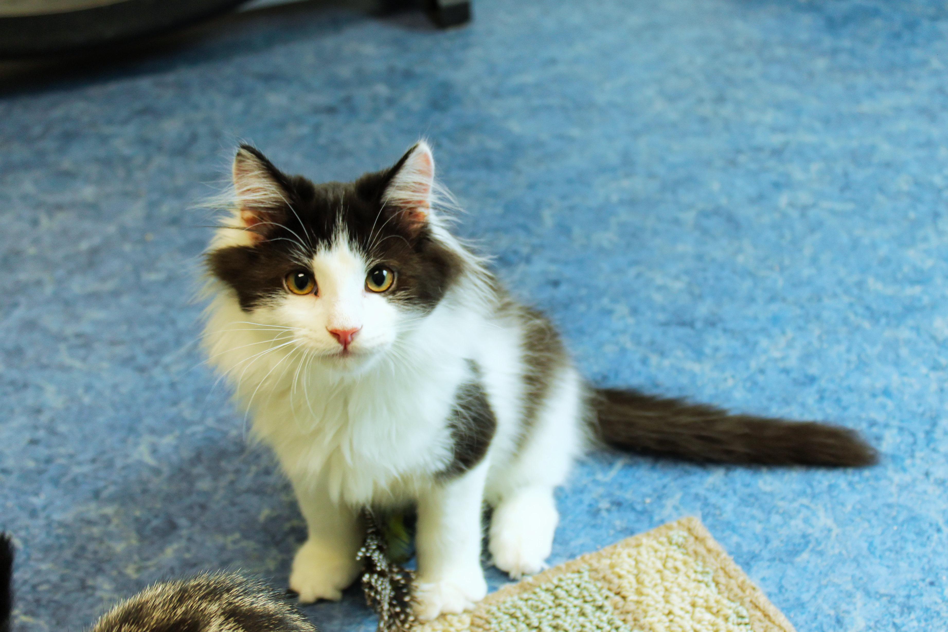 Enlarge Paris, an adopted Domestic Long Hair in Urbana, OH image 6/6